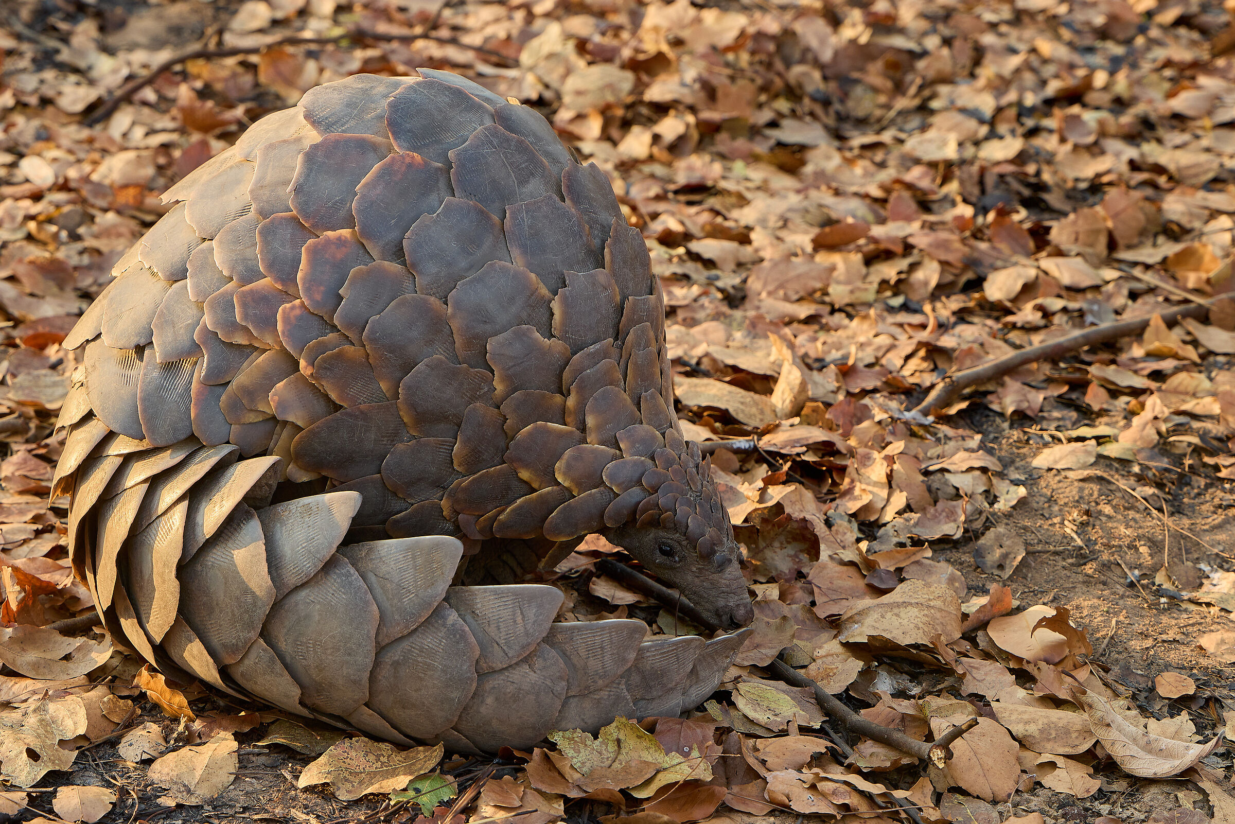 ...poi mi srotolo...