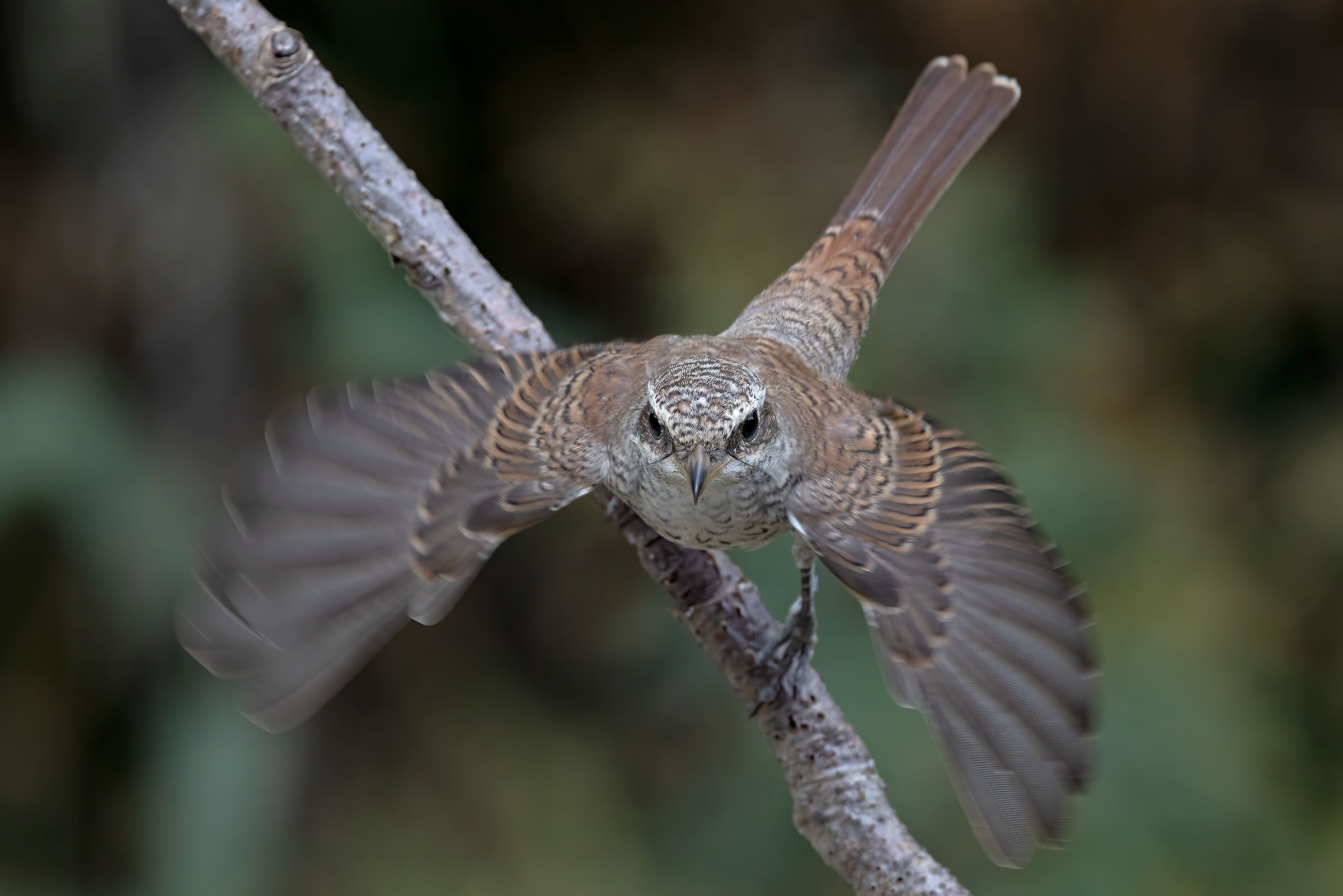 Averla piccola &female;