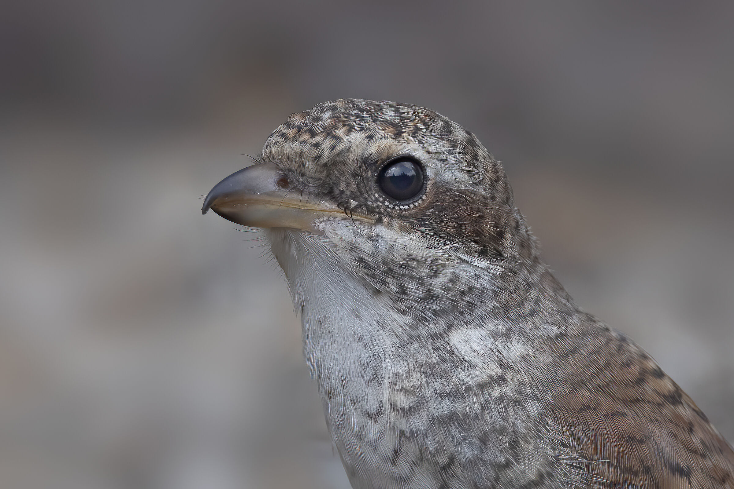 Ritratto di Averla piccola femmina