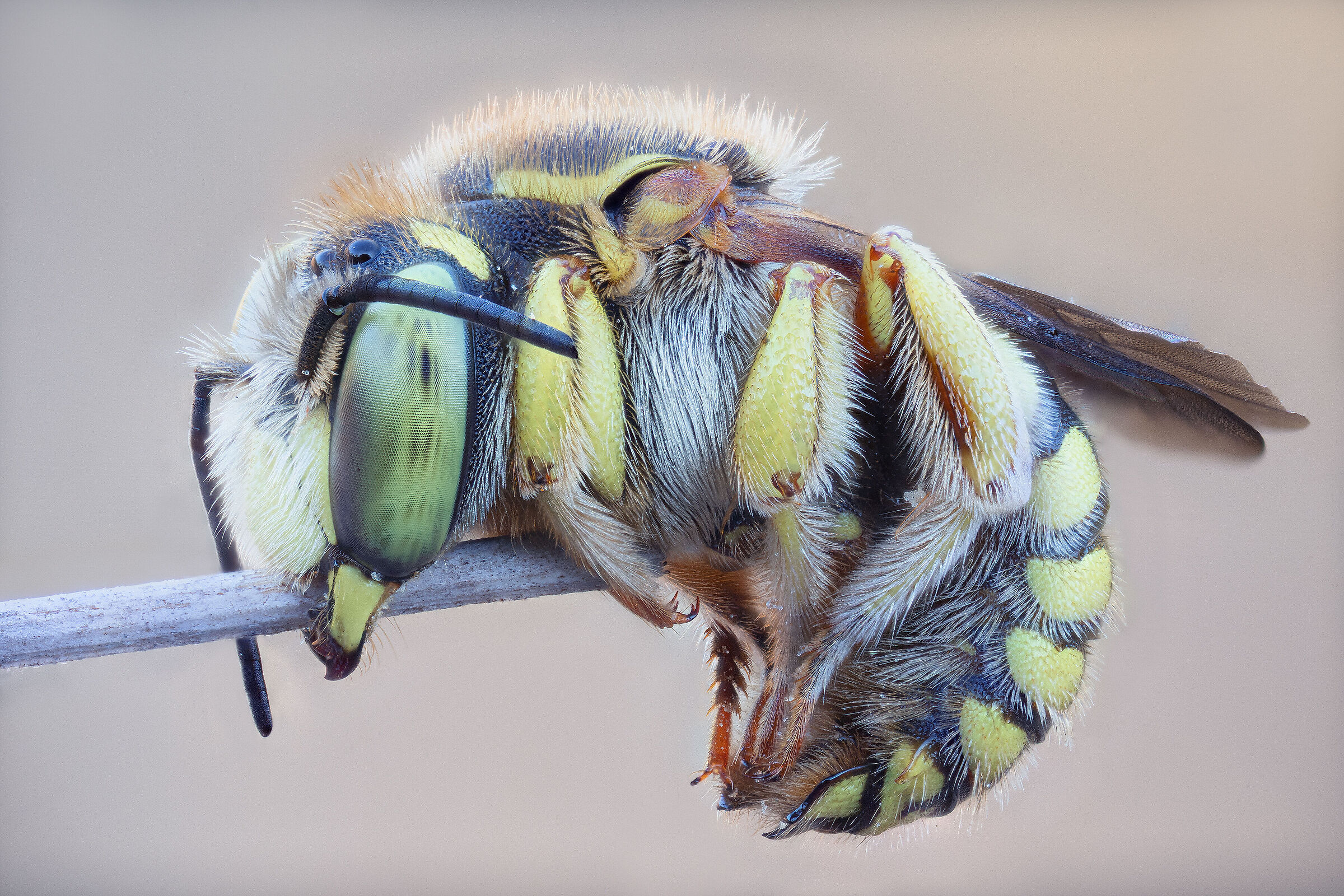Anthidium sp. z o.o.
