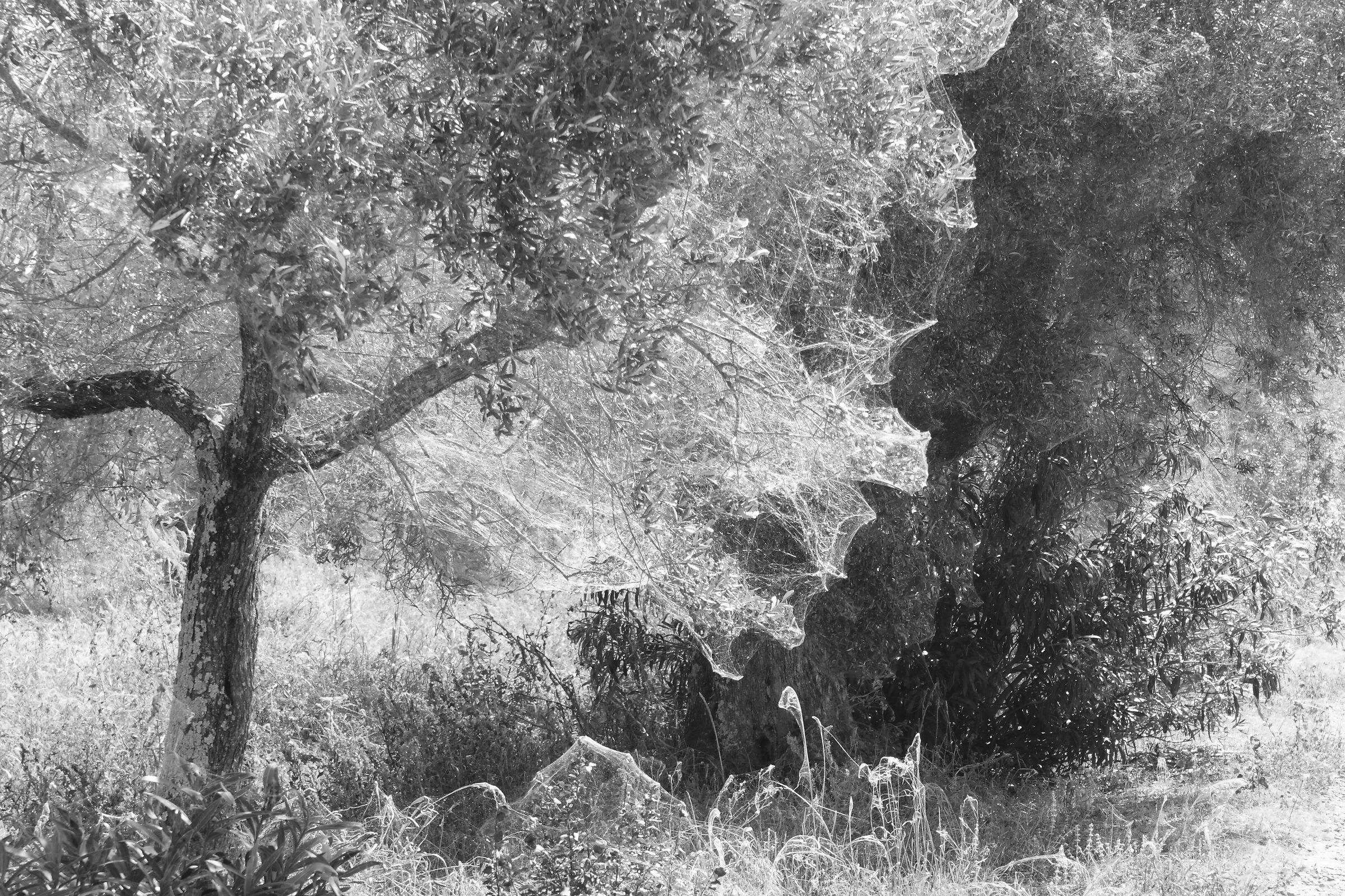 il sentiero dei nidi di ragno