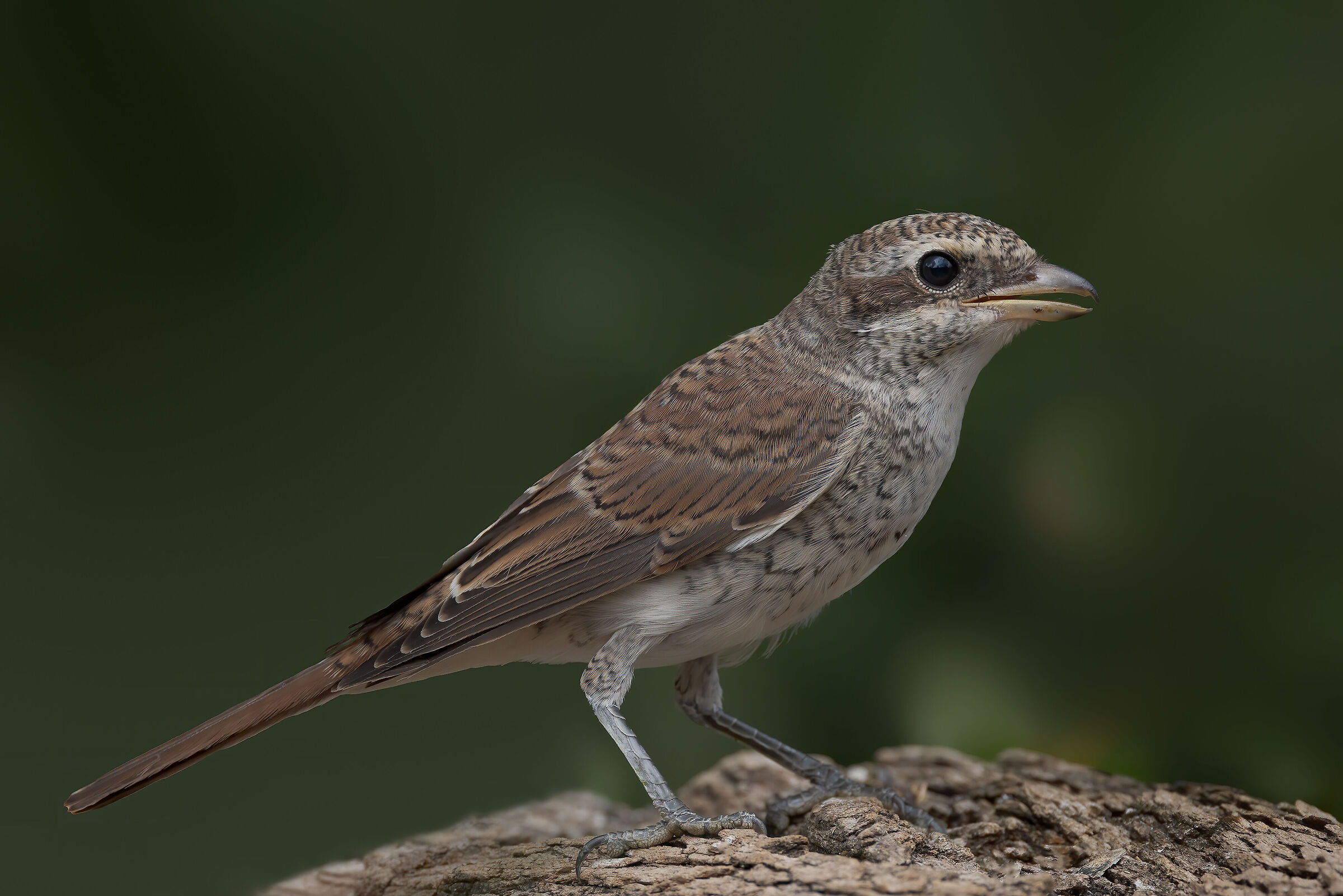 Averla piccola femmina