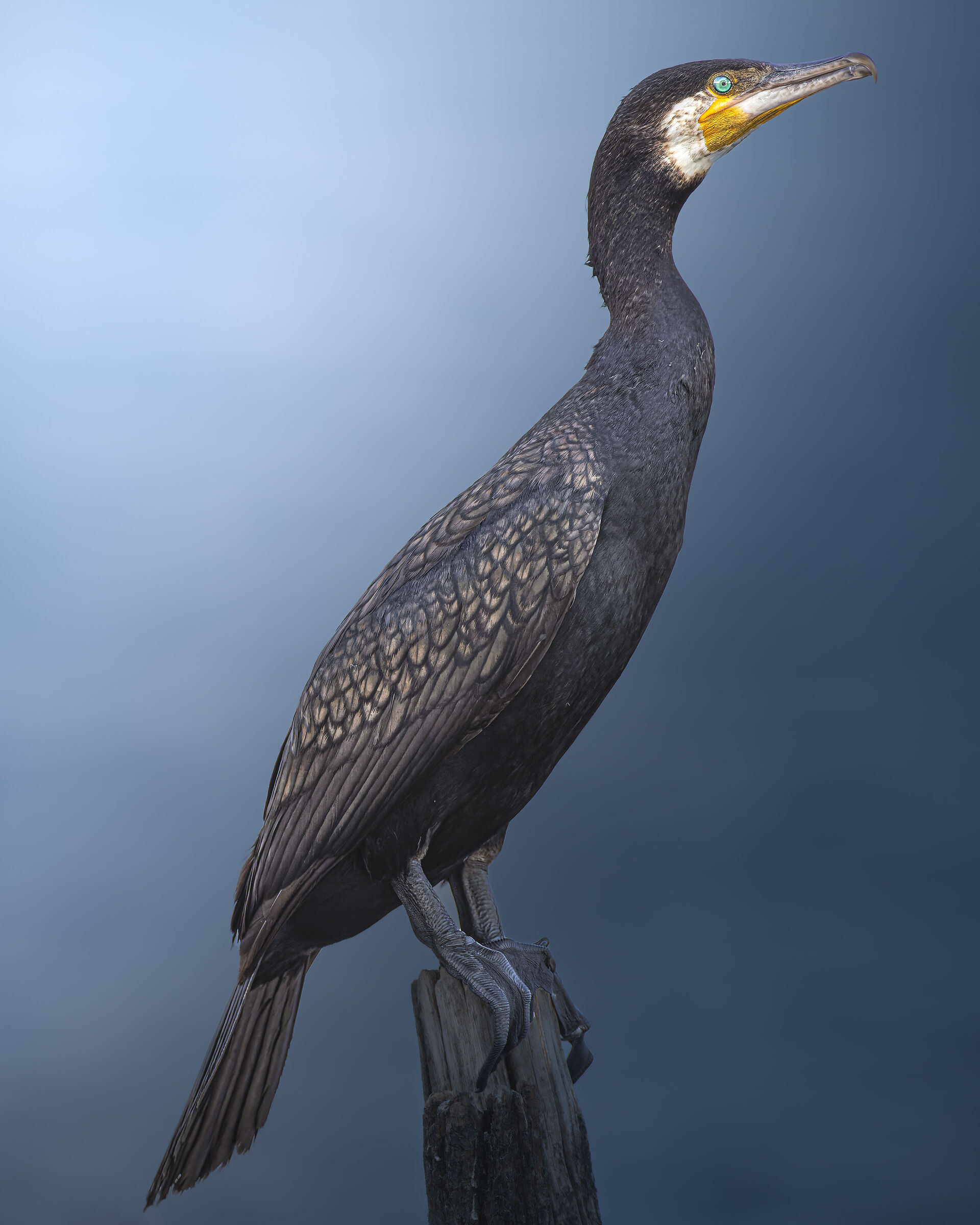 Cormorano