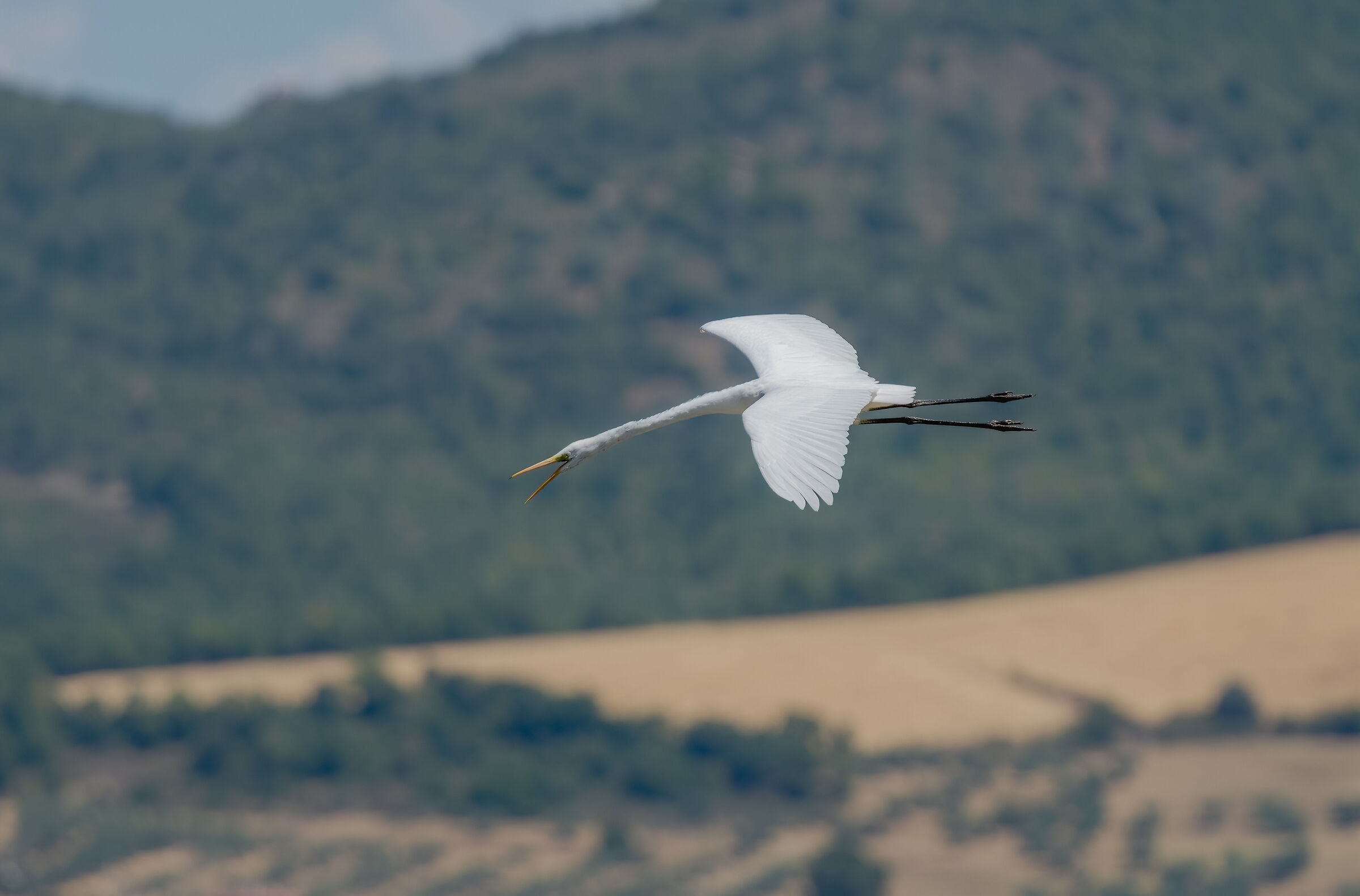 Vi sembro una giraffa?