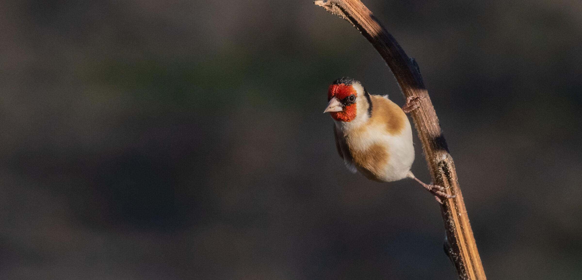 goldfinch