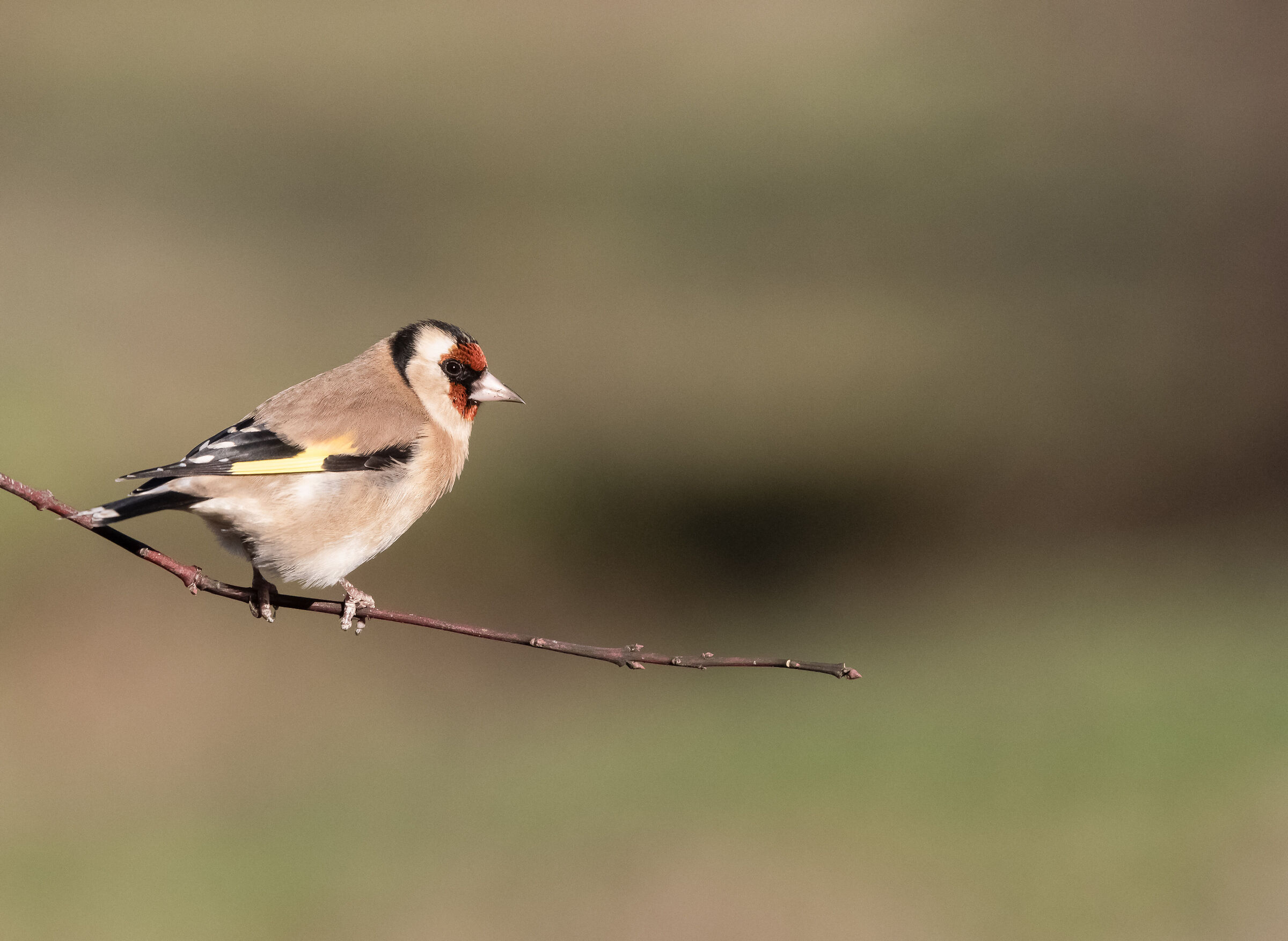 goldfinch