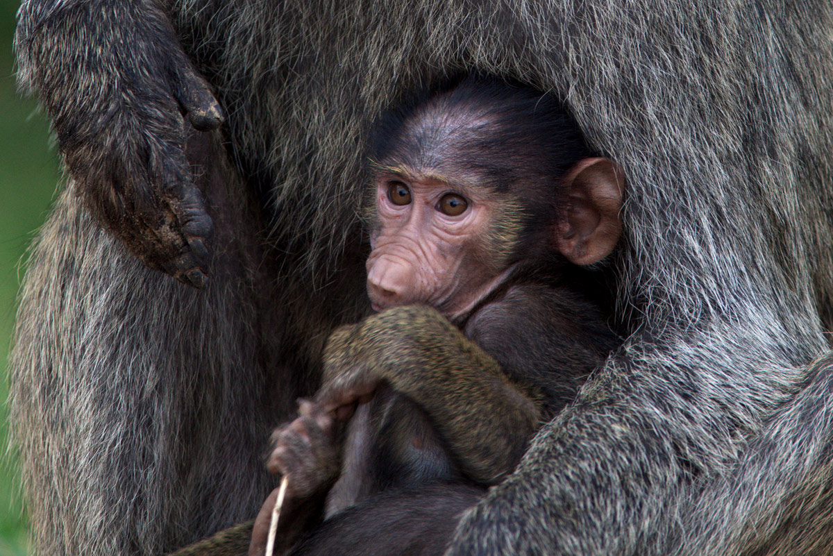 Uganda:  Murchison Falls Park; piccolo babbuino.