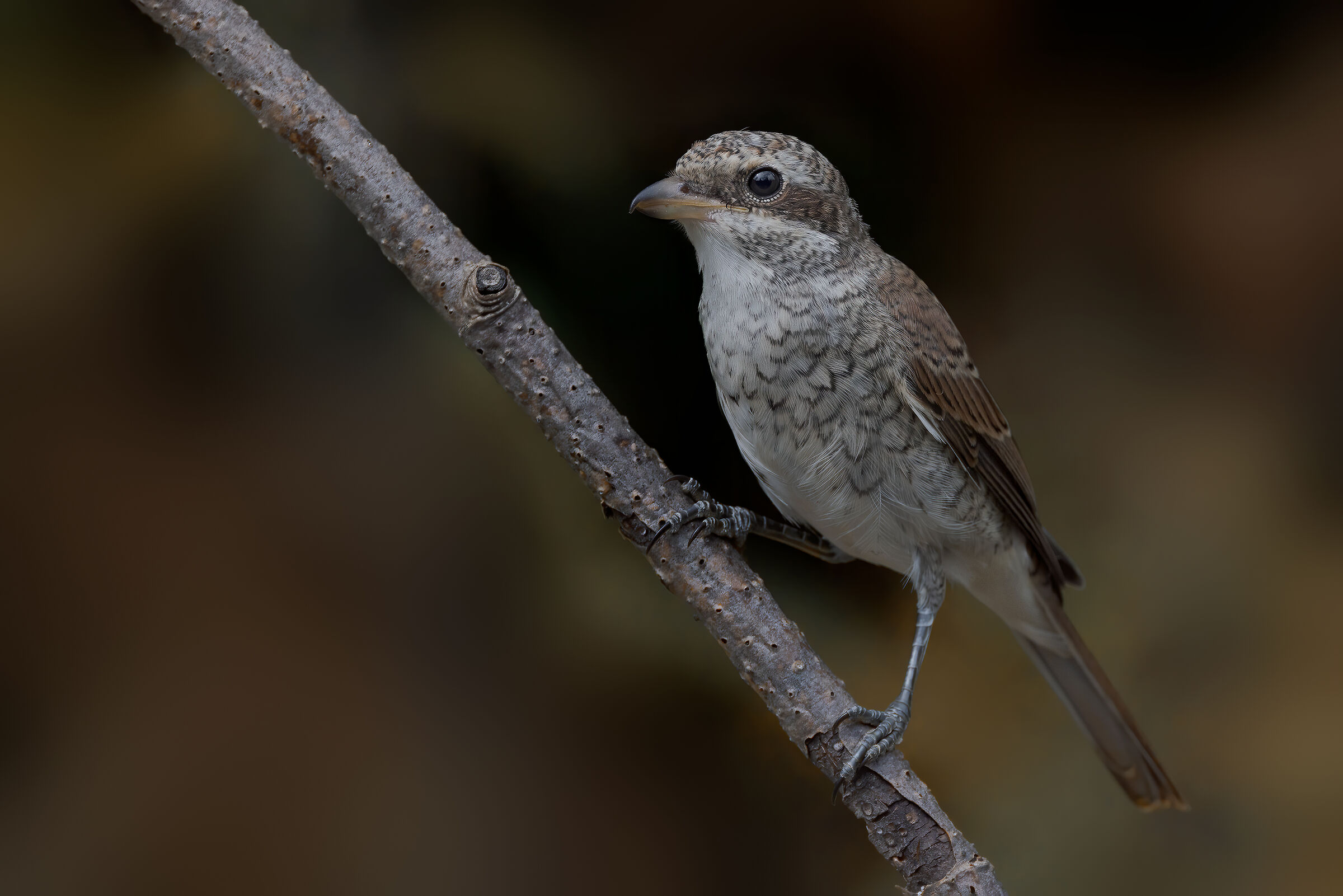 Averla piccola femmina
