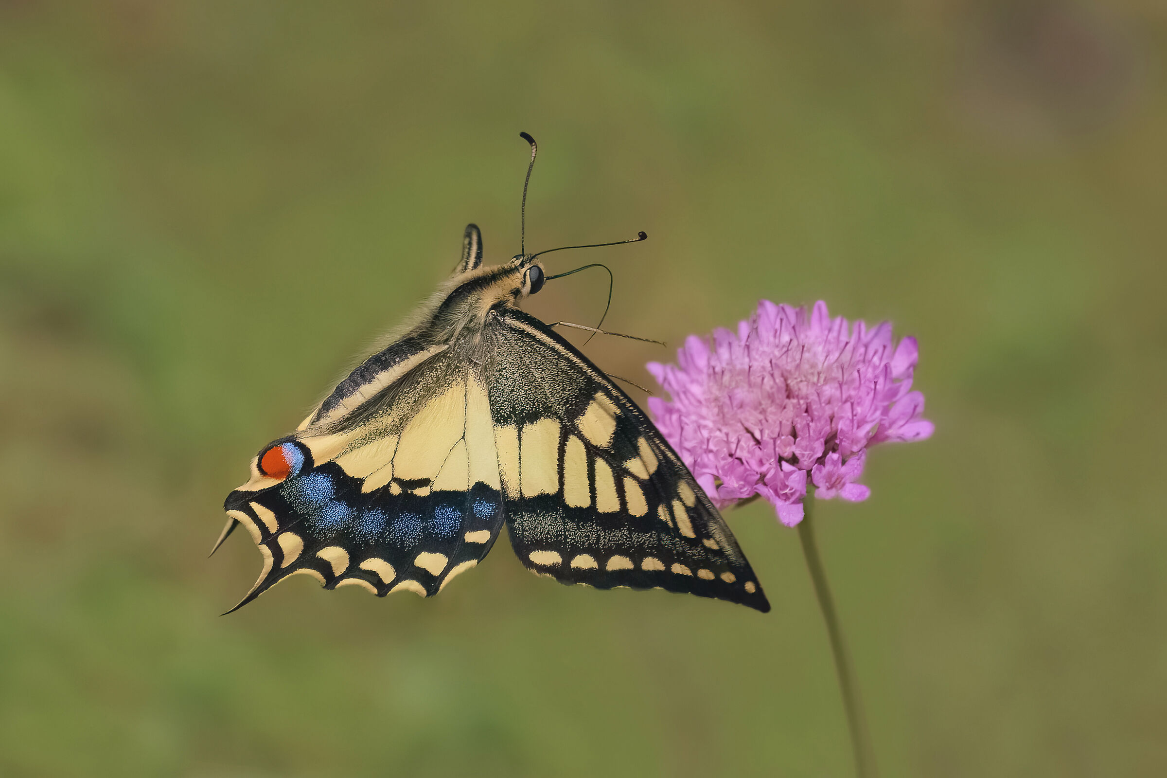 Macaone in volo