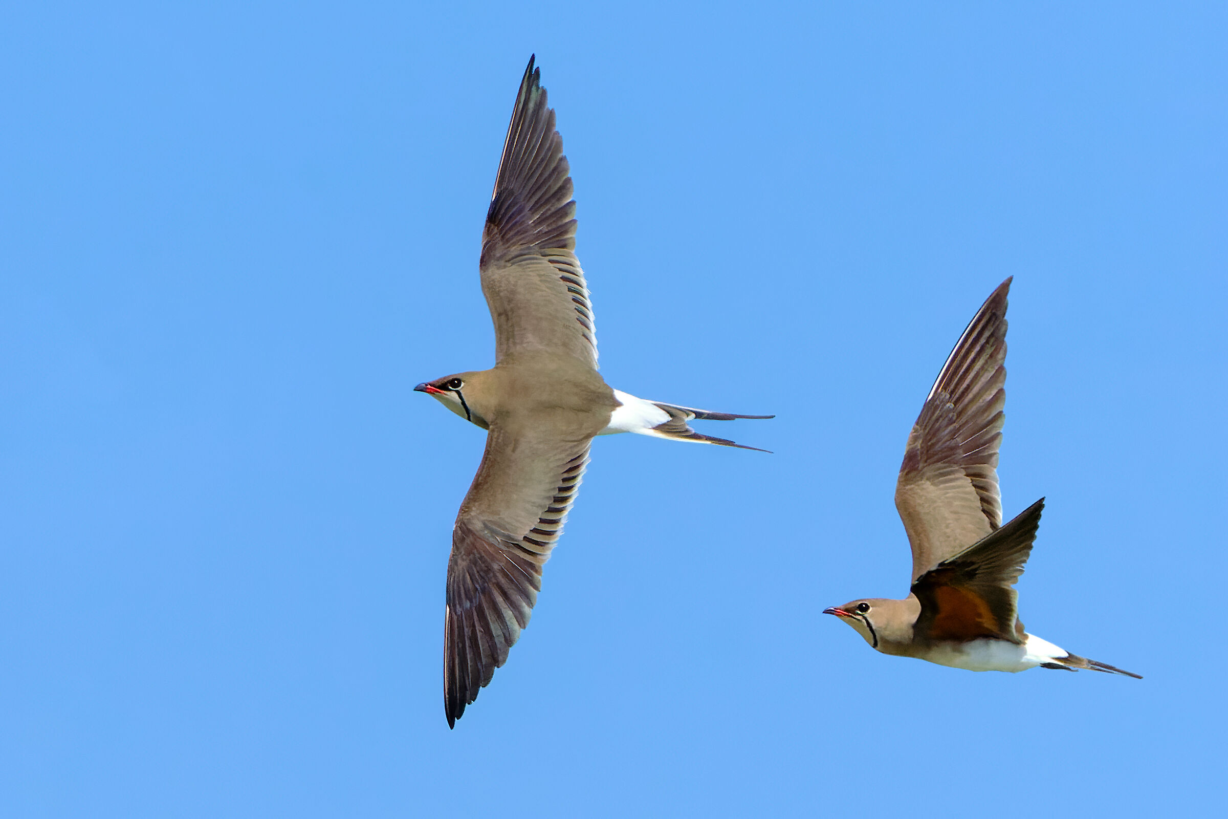 Angeli danzanti - Pernici di mare