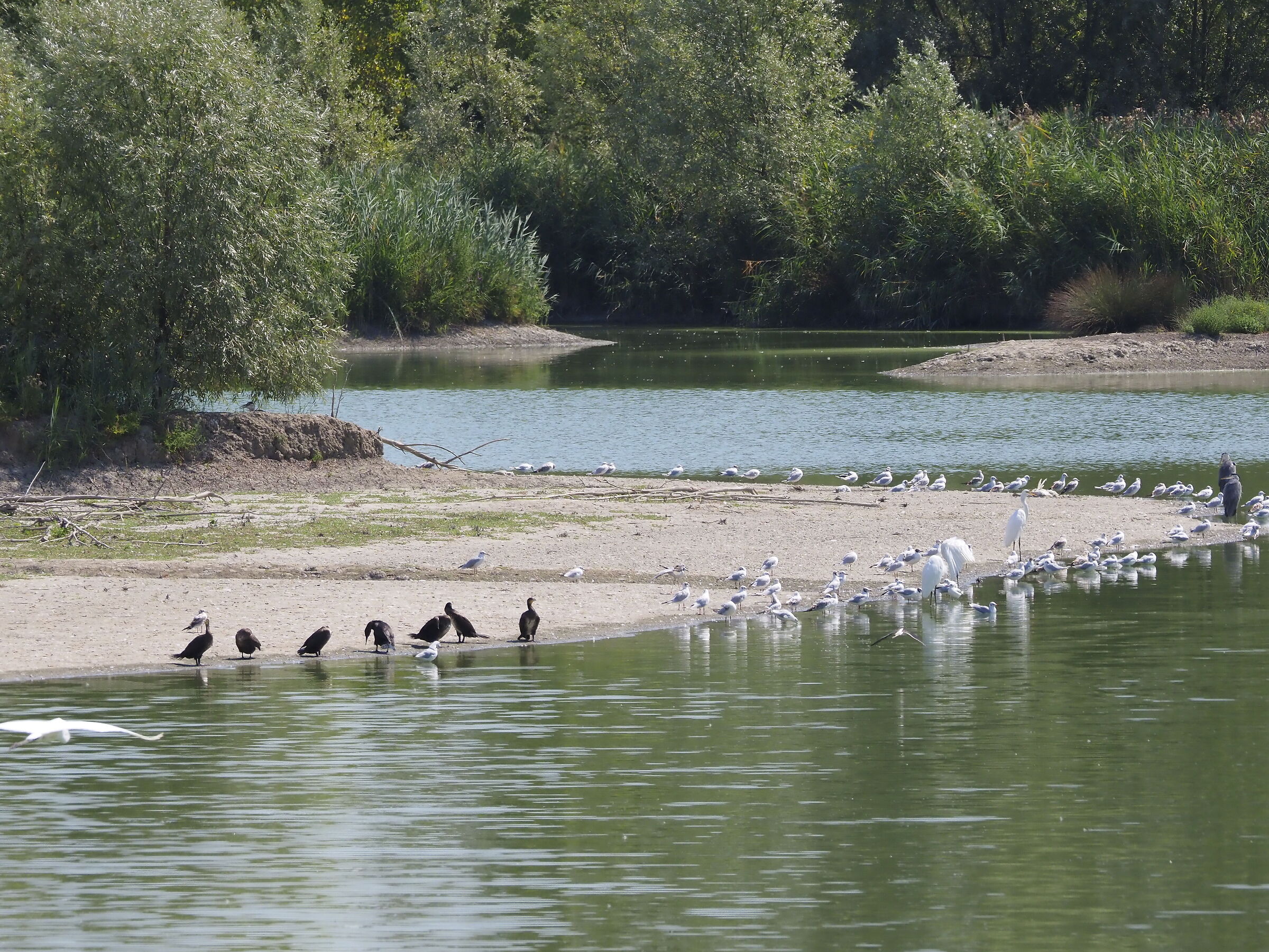 le spiagge dell'apartheid...