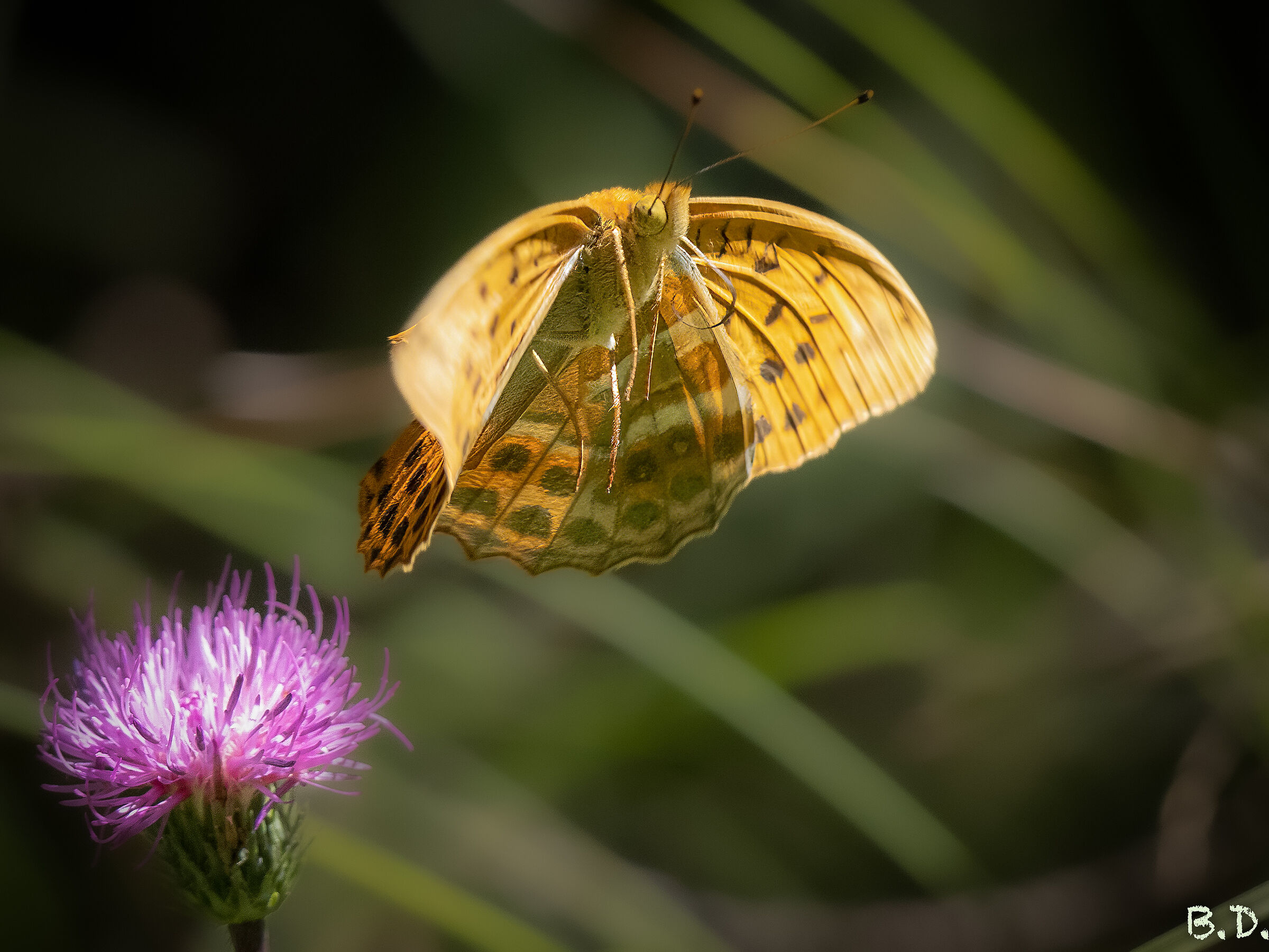 Argynnis paphia
