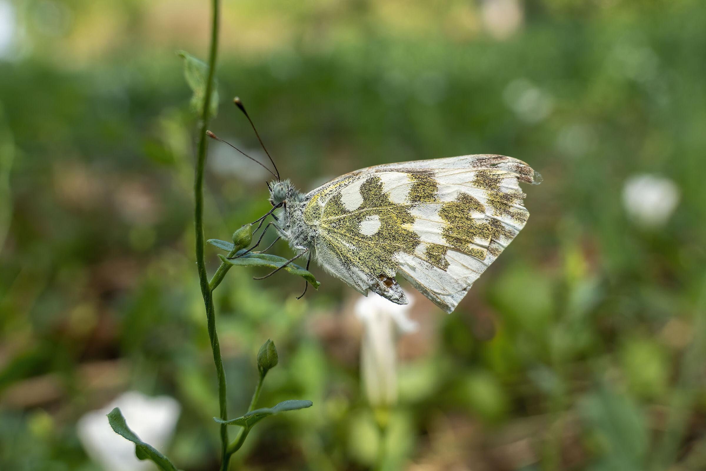 Butterfly Experiment