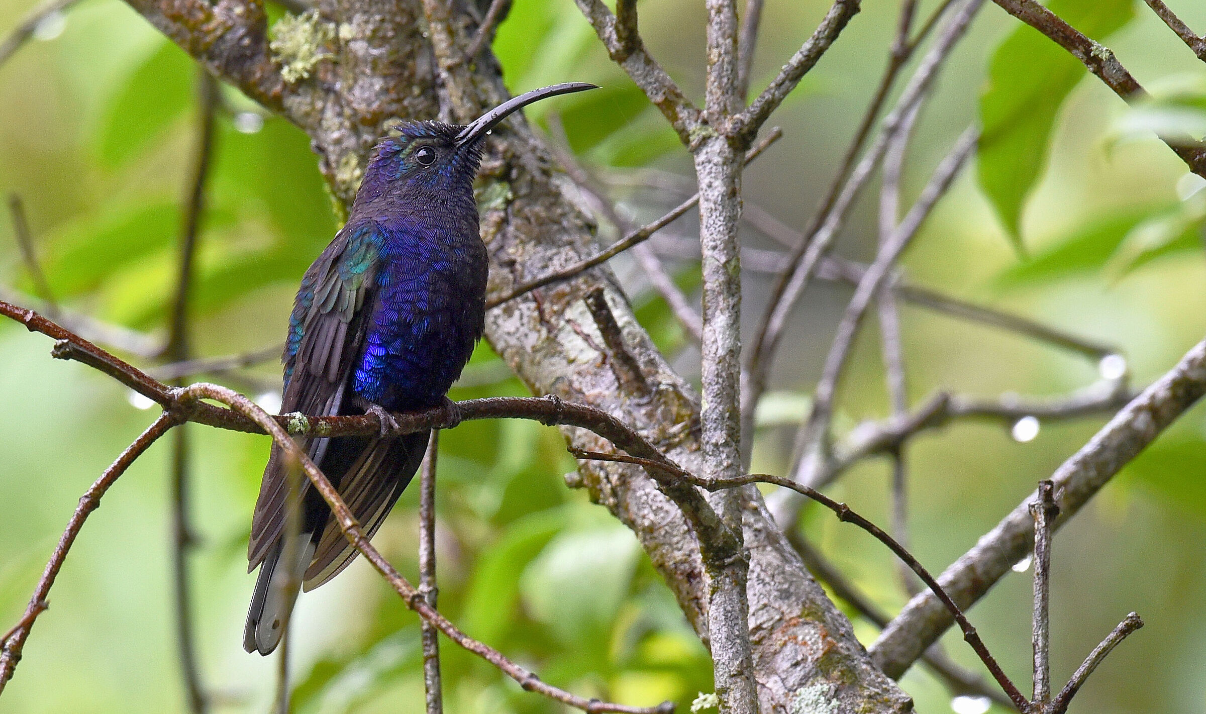 Colibri'