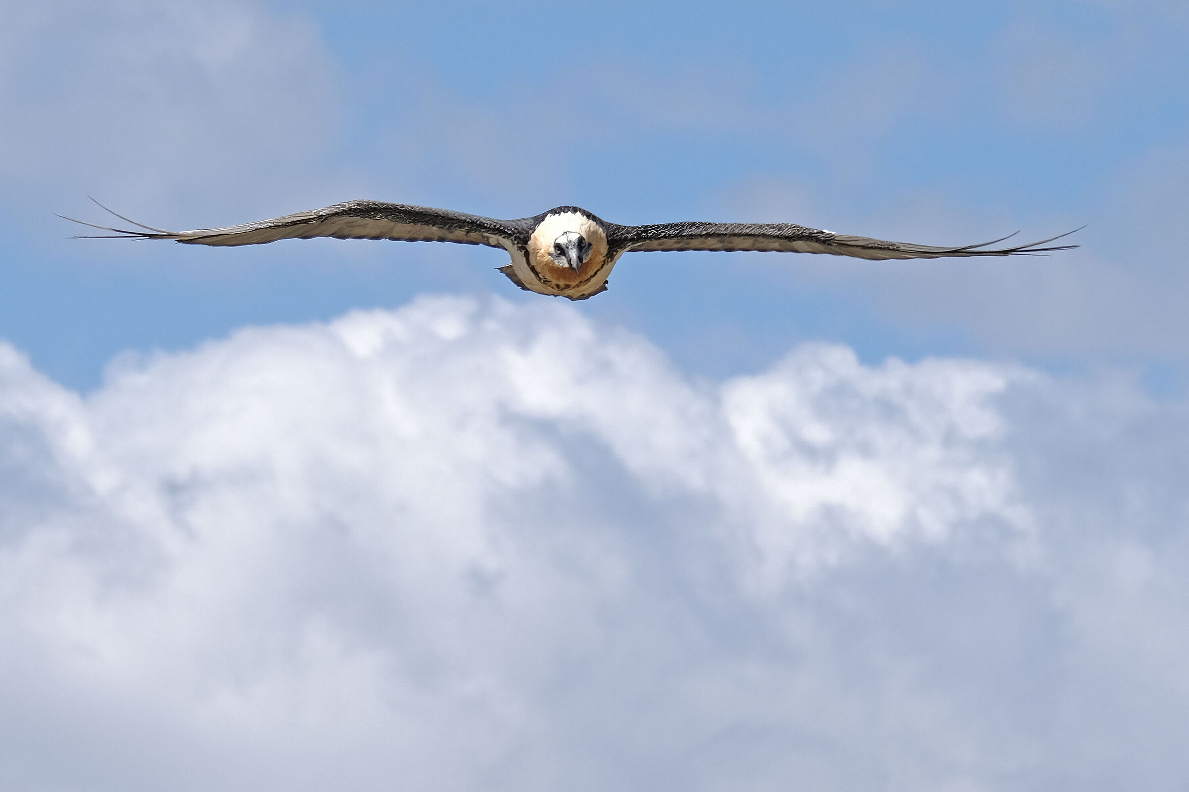 Gipeto...sguardo fisso nell'obiettivo