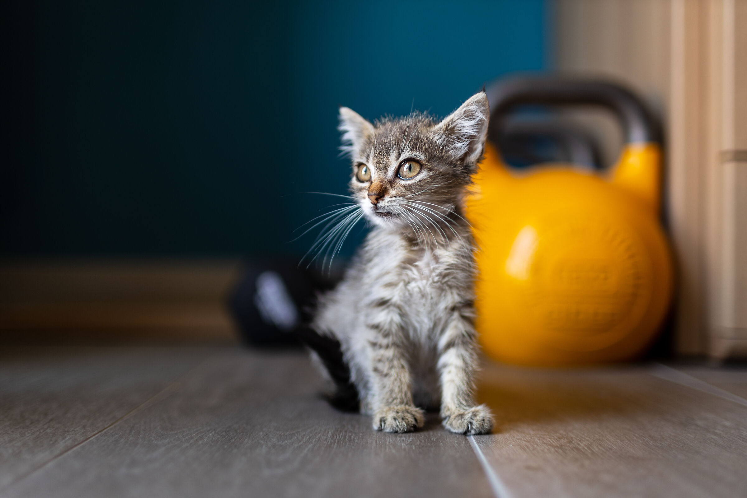 E alla fine arriva Polly