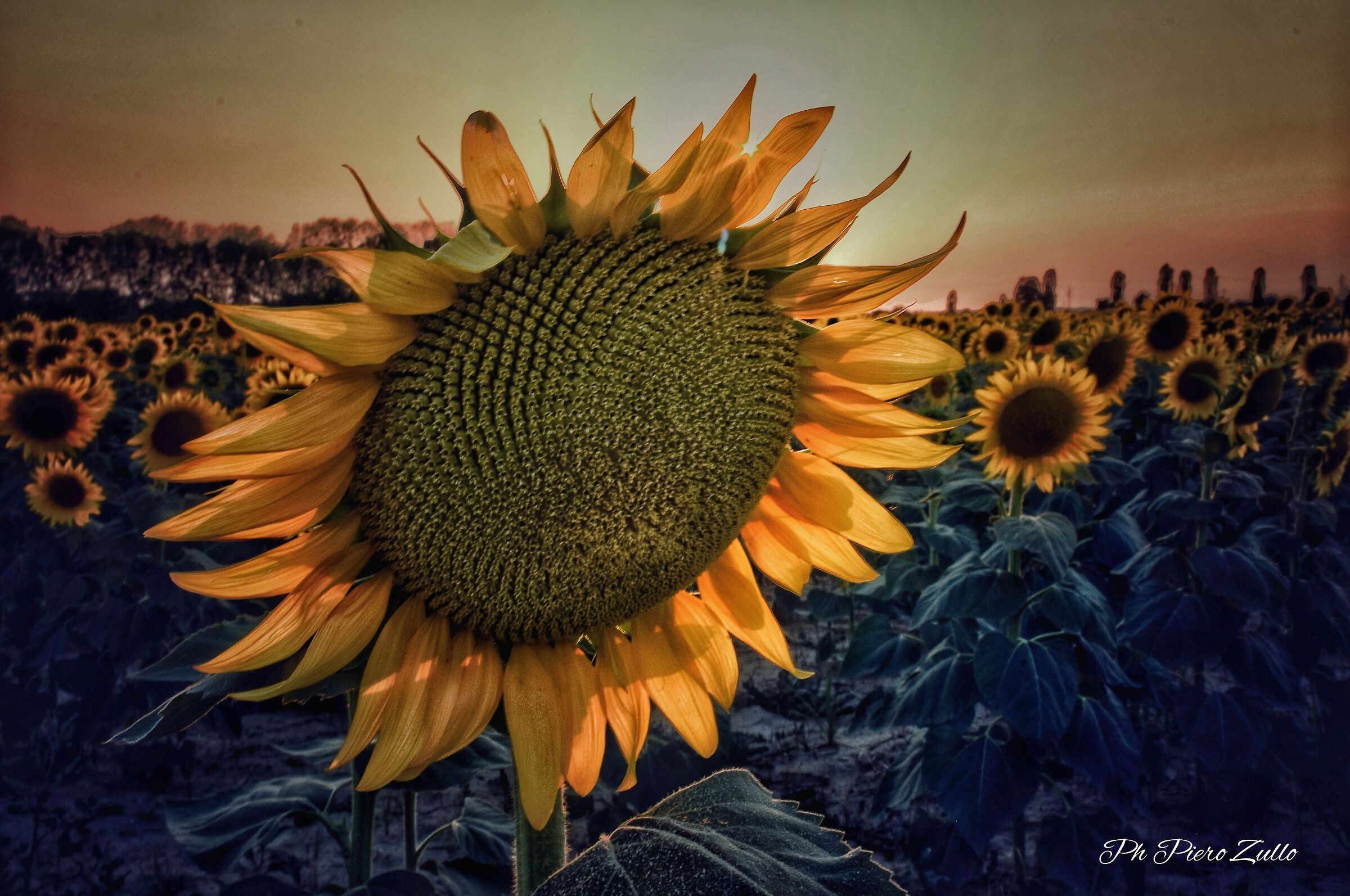 I love sunflowers. They always know which side he's on