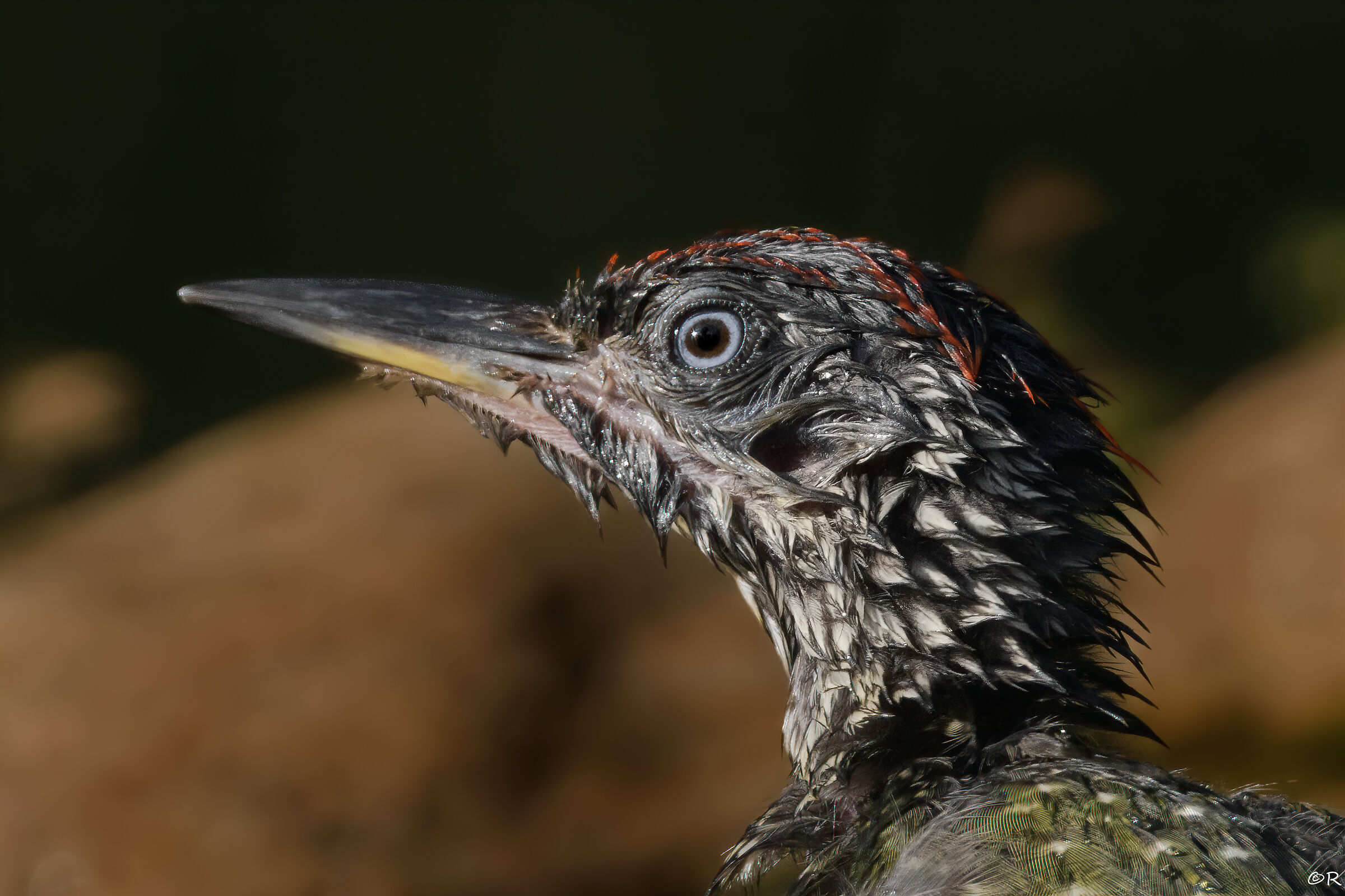 The face of a young green woodpecker