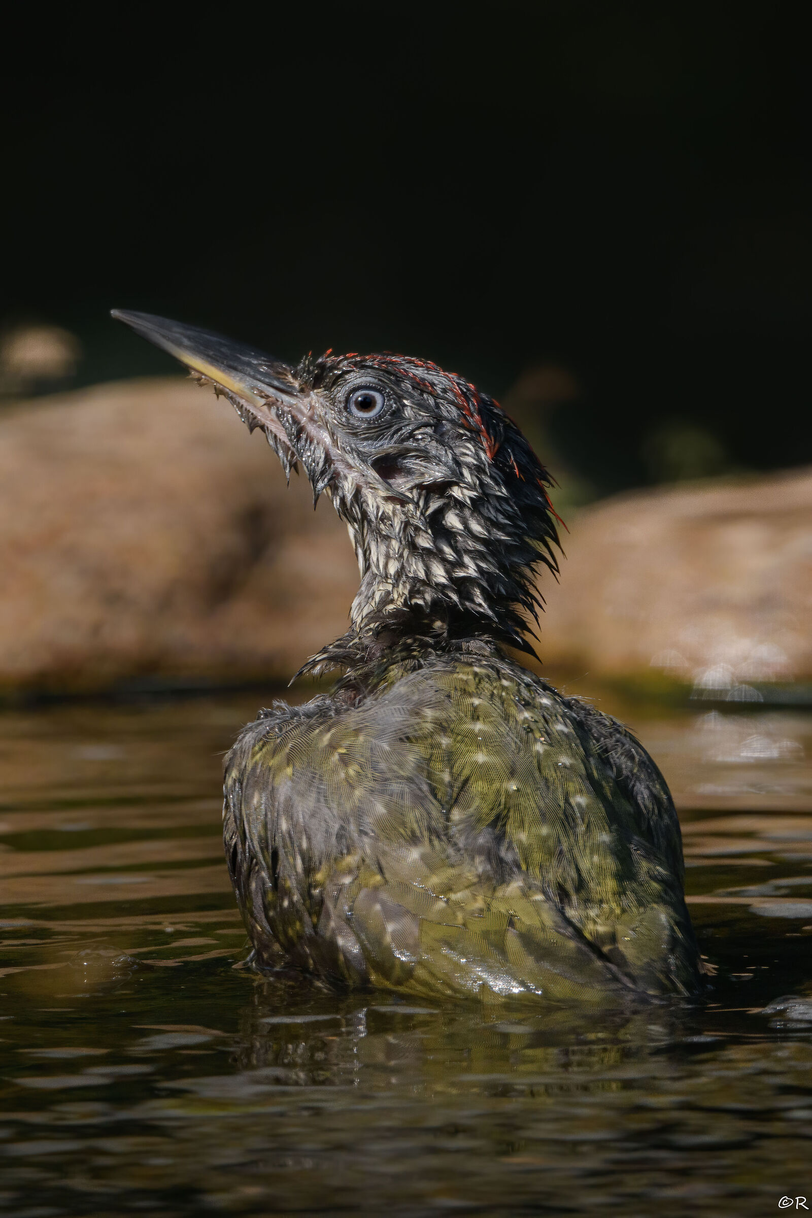 green woodpecker bathing