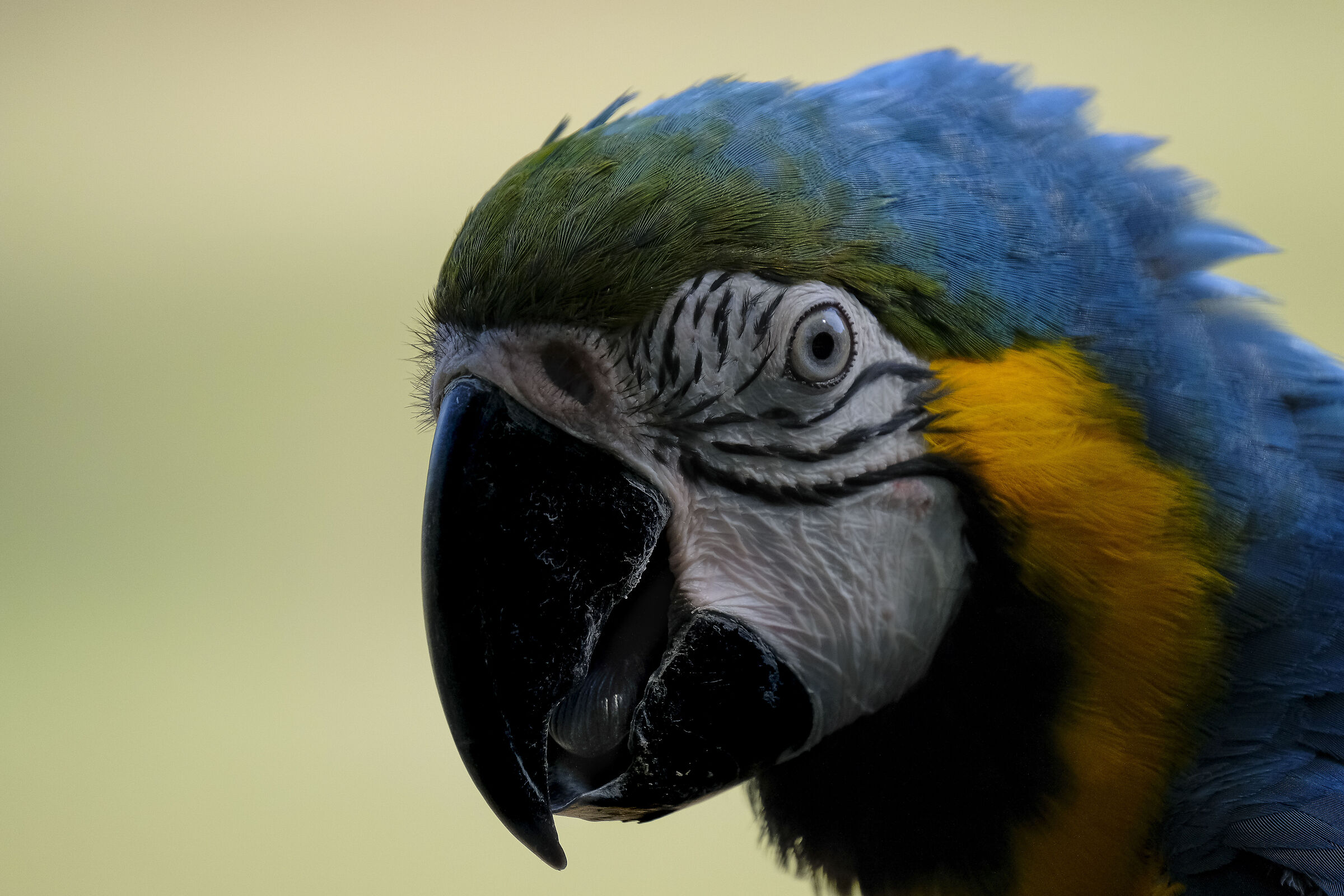 Curious parrot