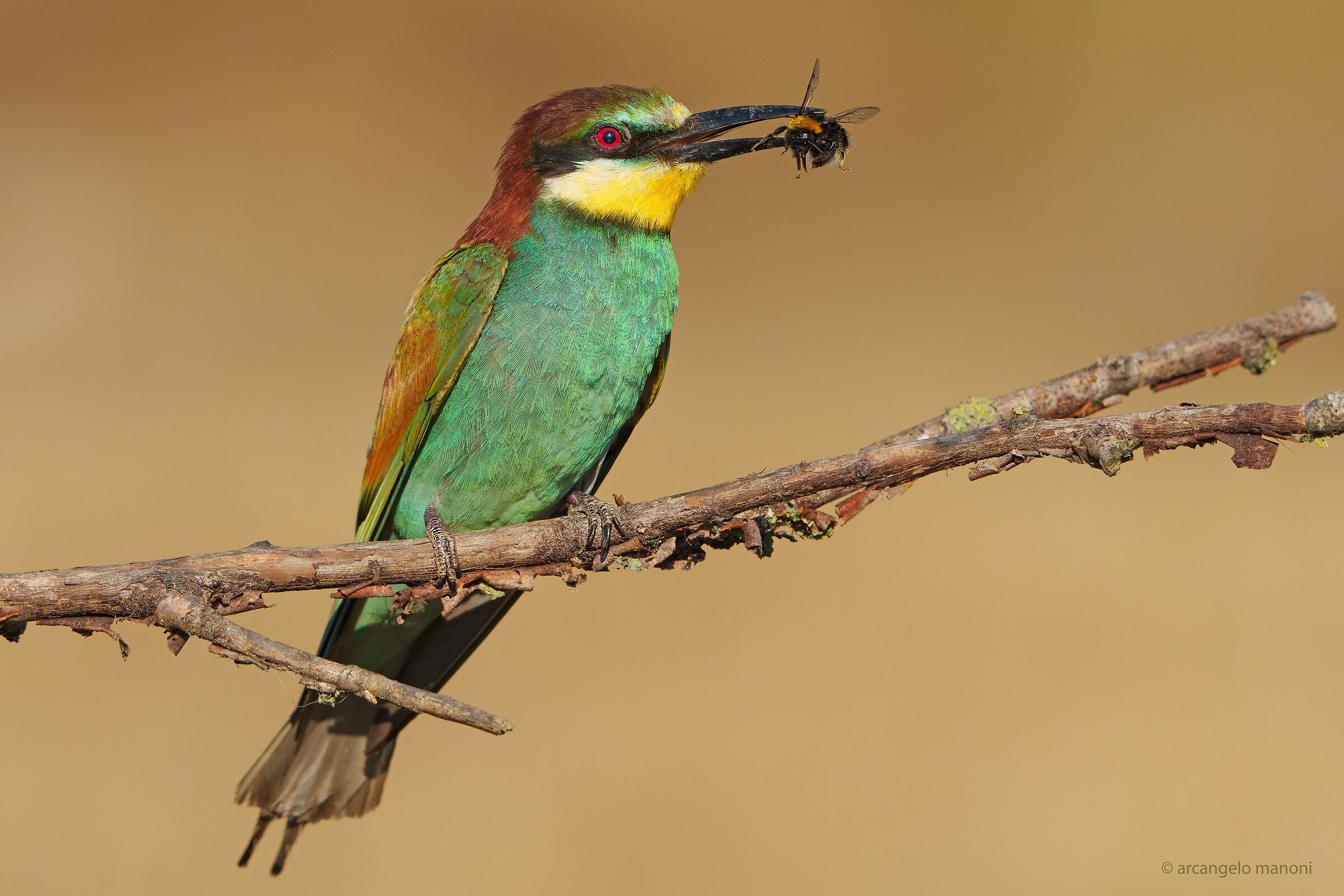 Bee-eater with bee