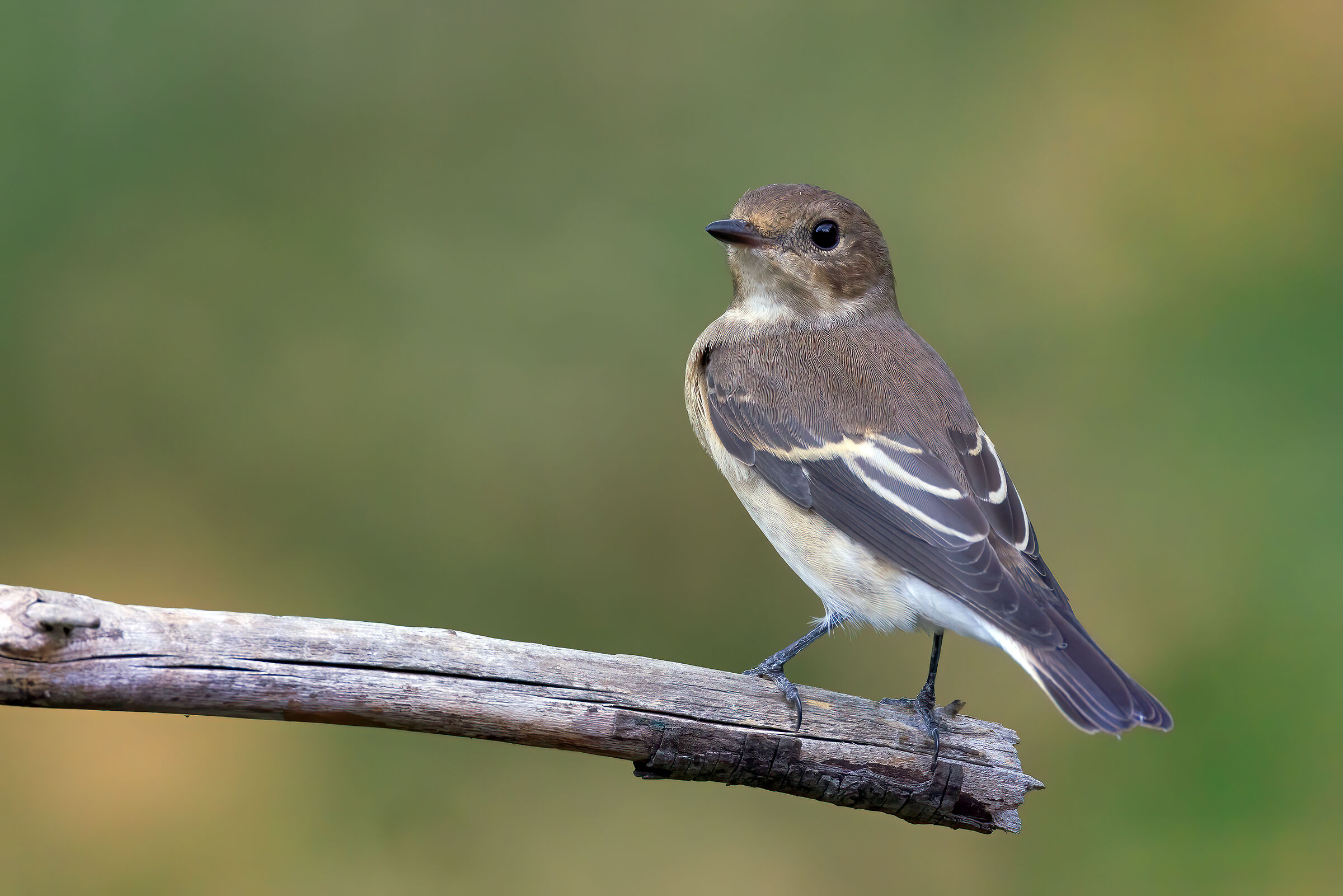 Balia nera (Ficedula hypoleuca)