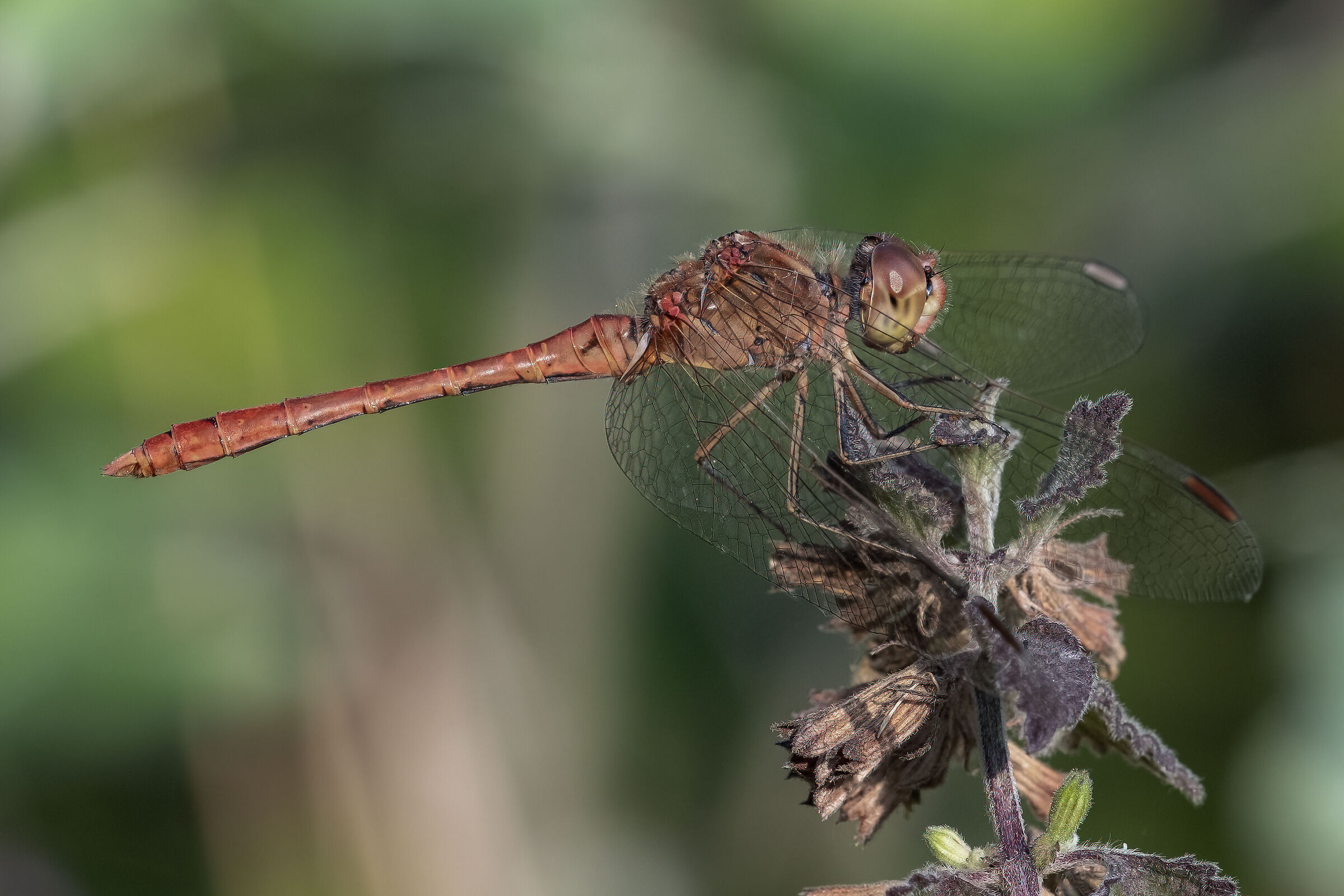 Sympetrum vulgatum
