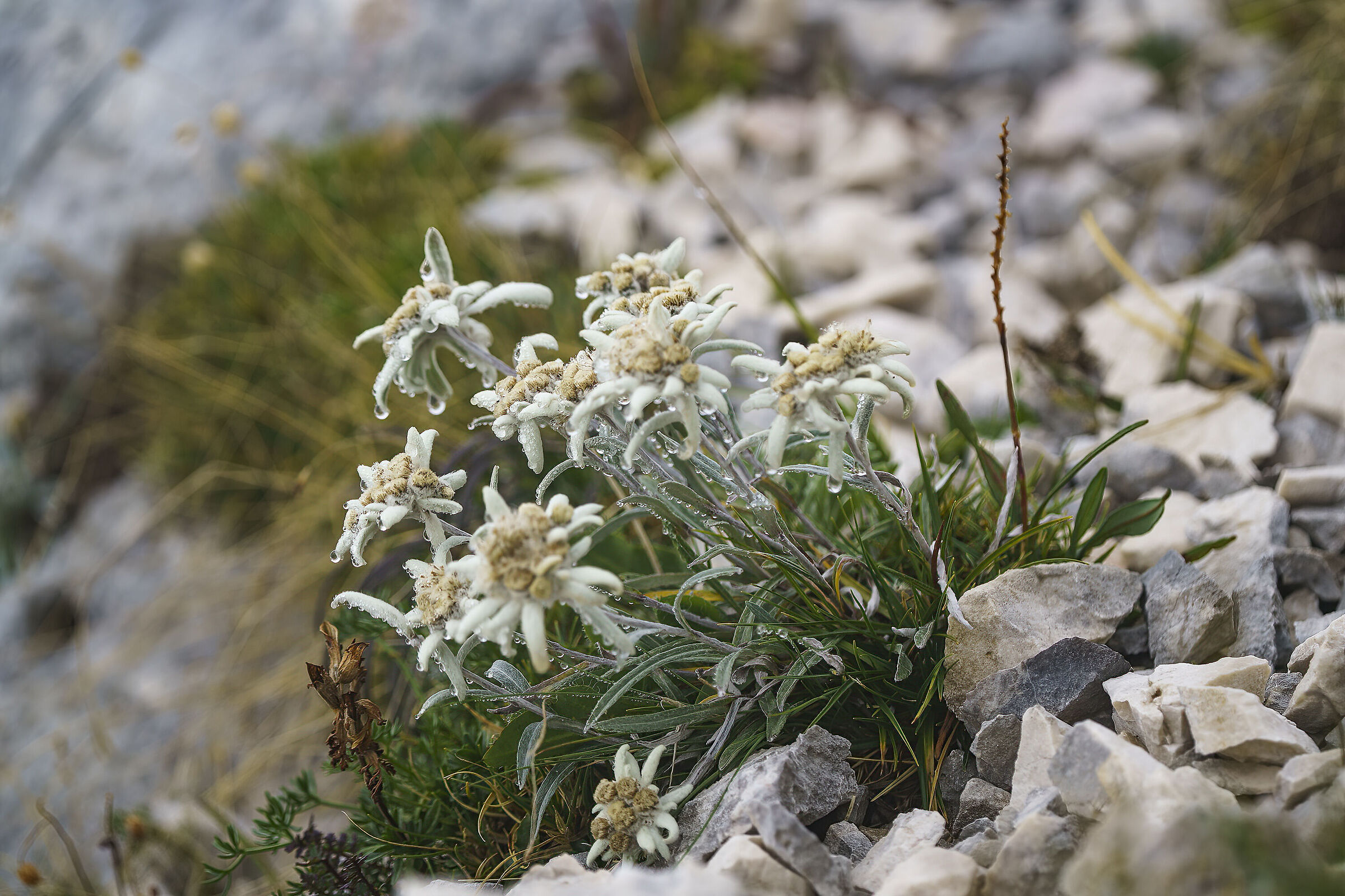 Edelweiss