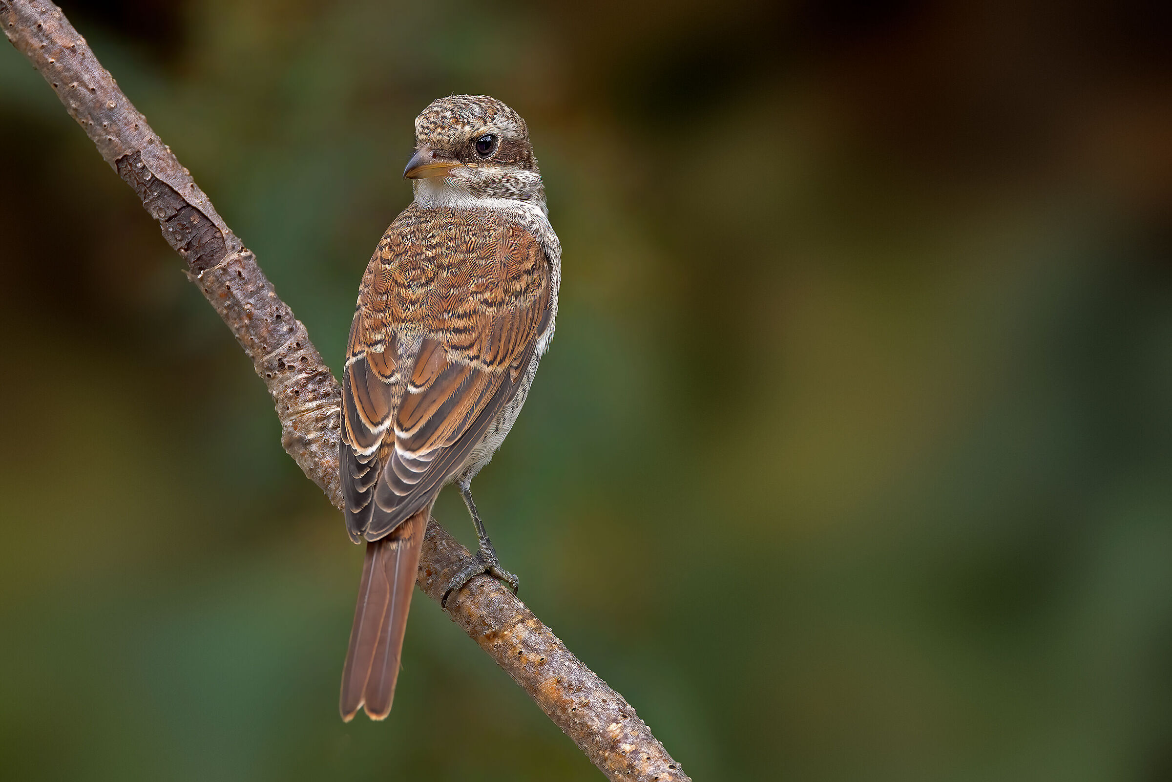 Averla piccola femmina