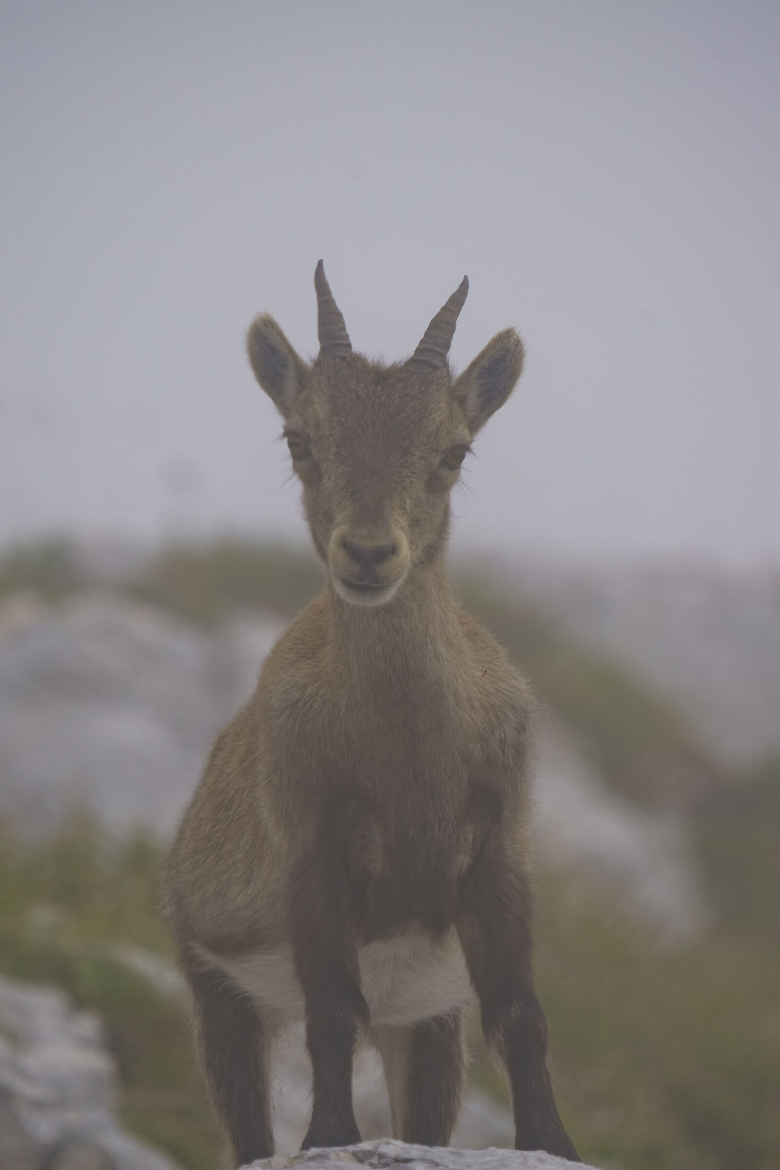 Ibex in the fog