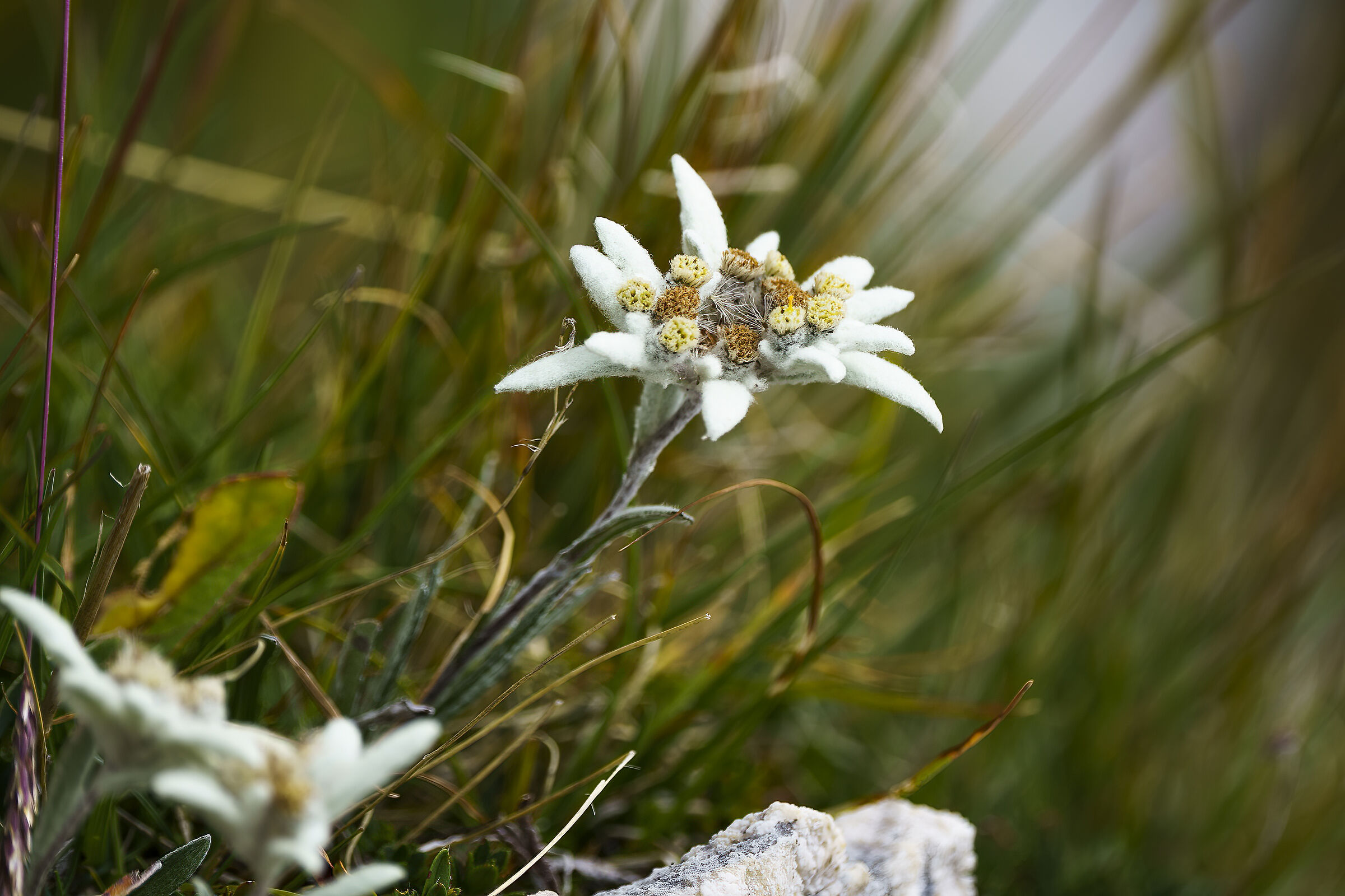 Edelweiss