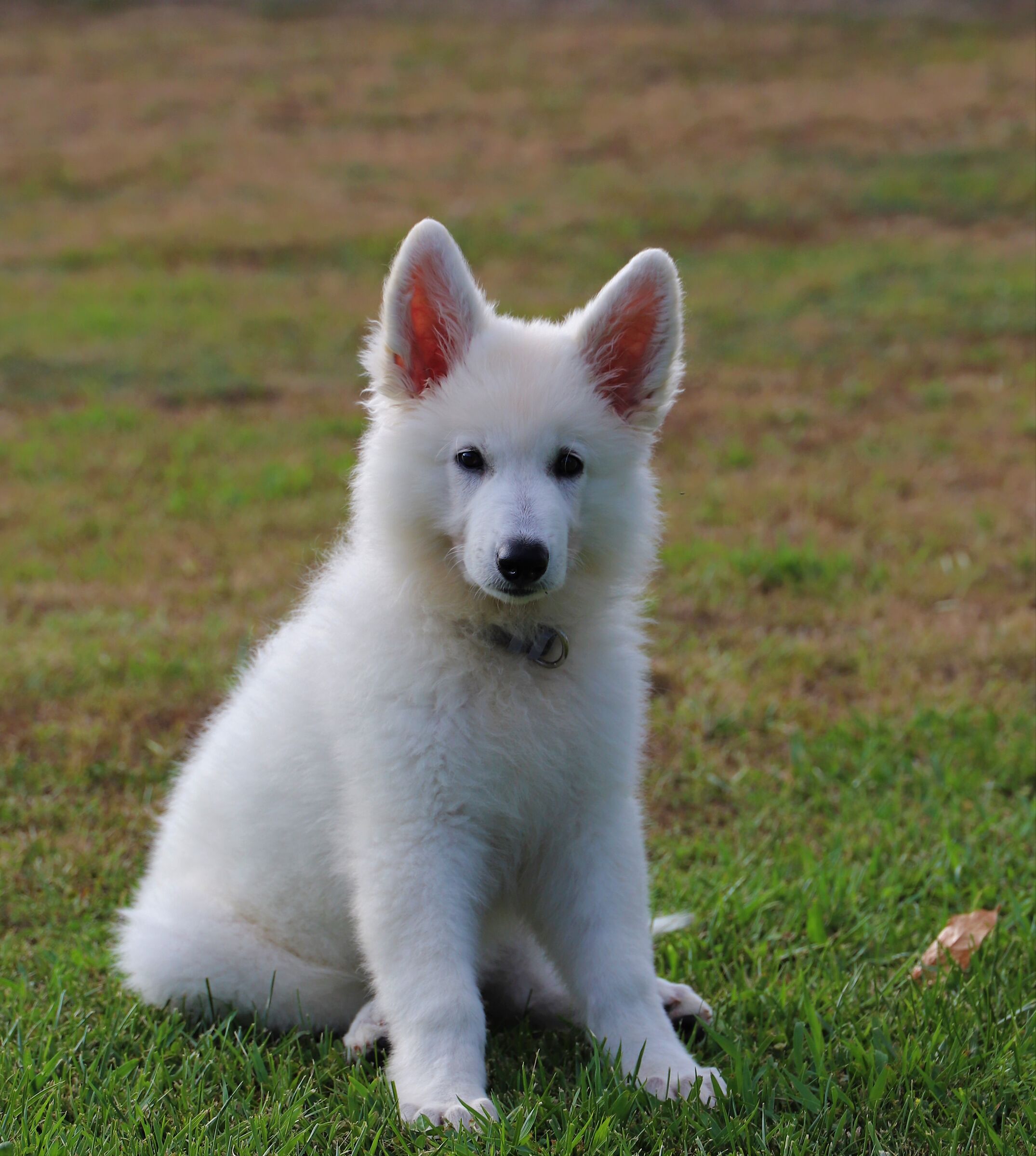 Beautiful White Swiss Shepherd