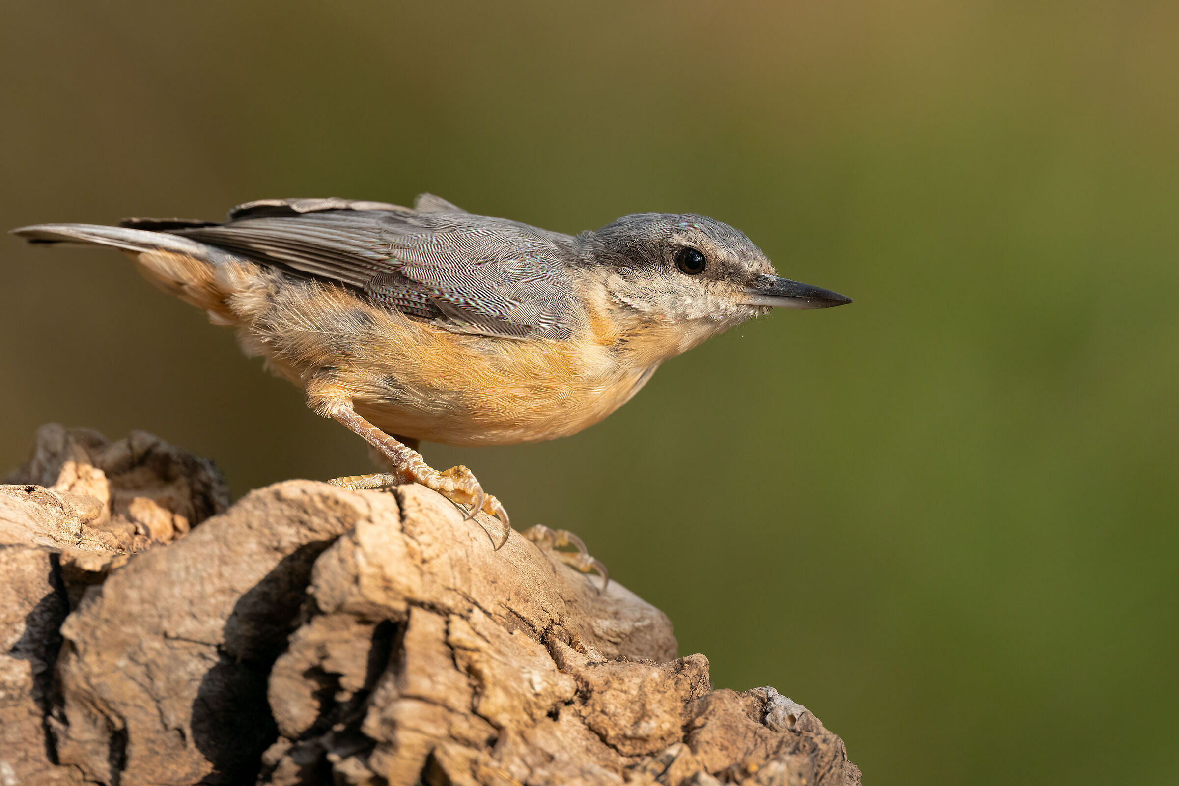 wood nuthatch