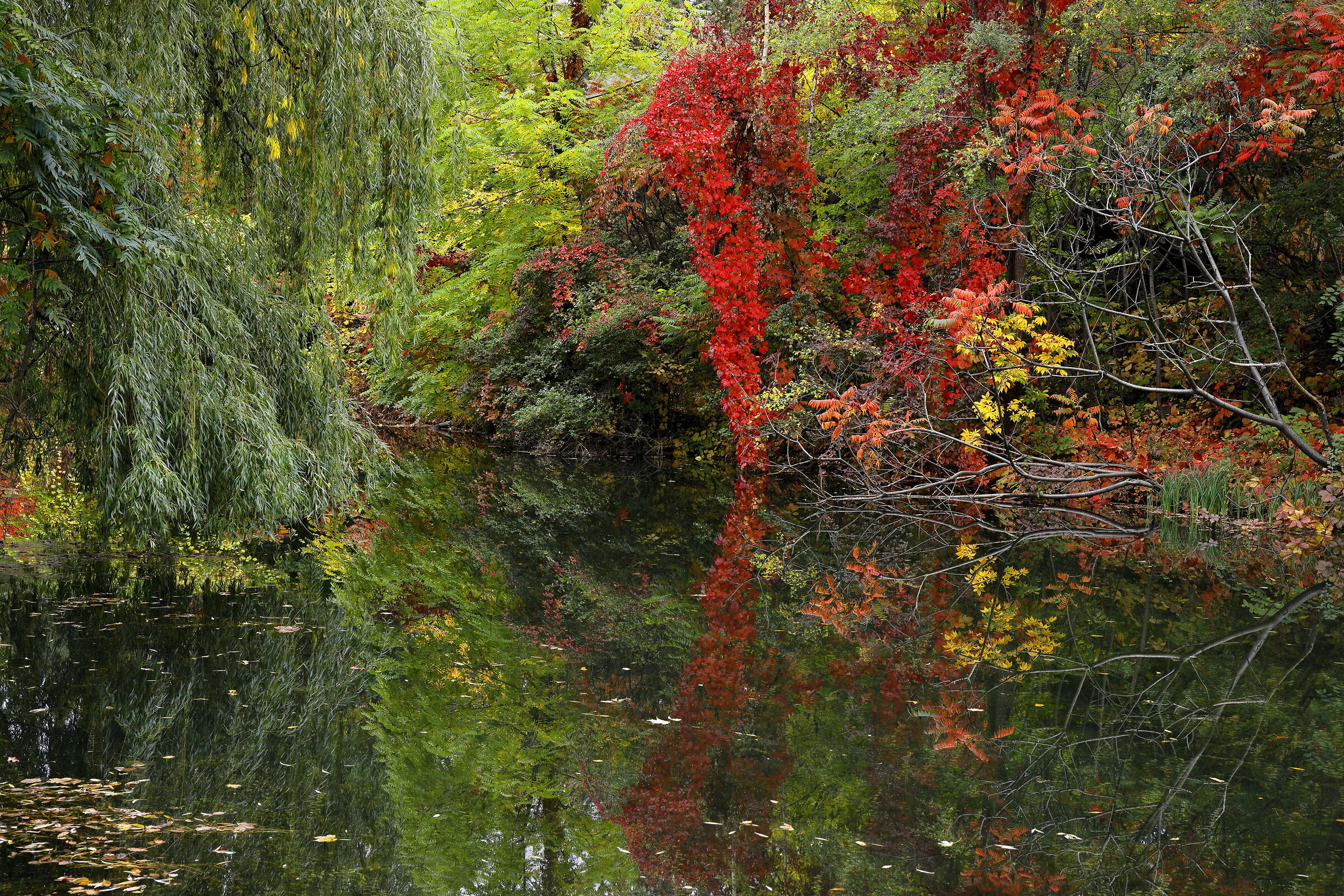 Pond