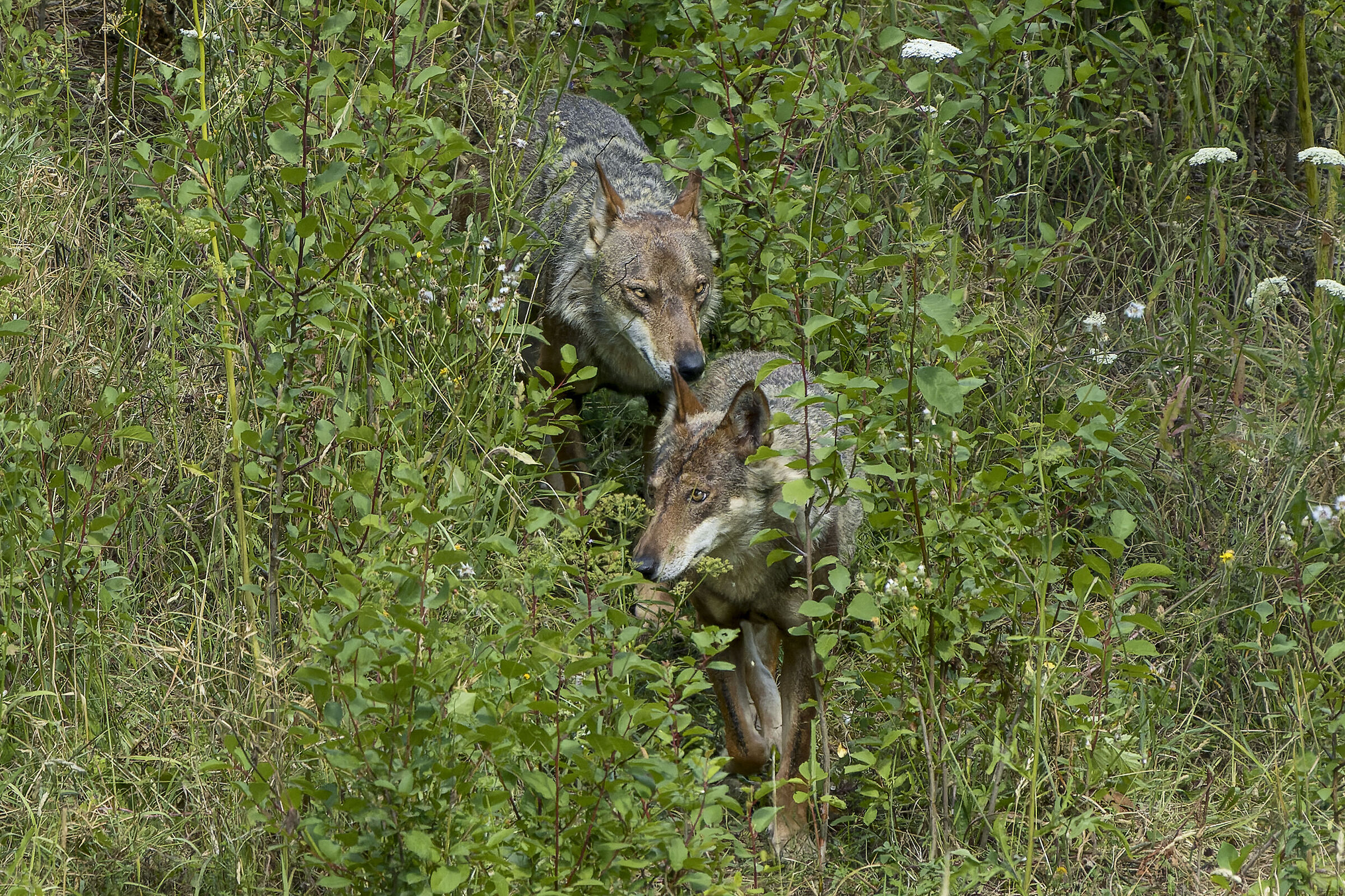Apennine wolves