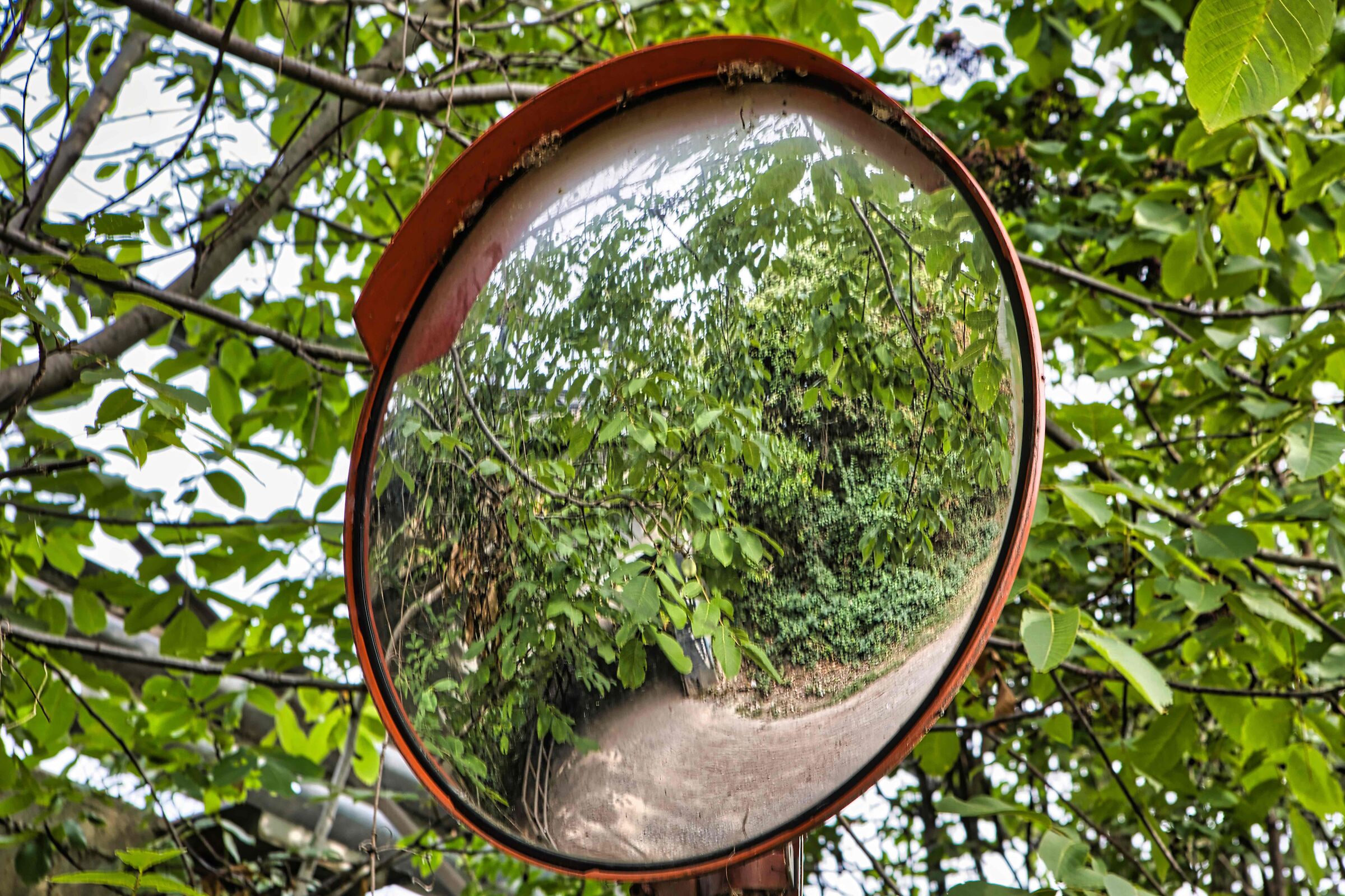 Mirror Reflection