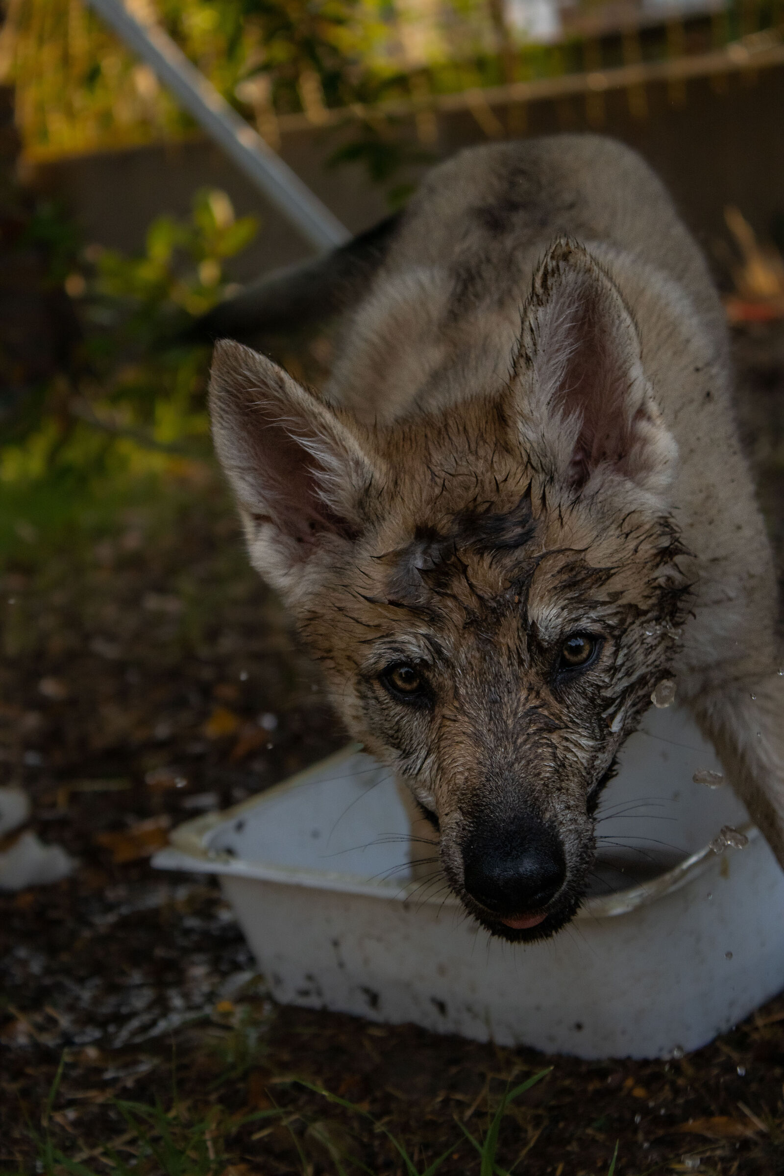 Raya, l'amante del fango