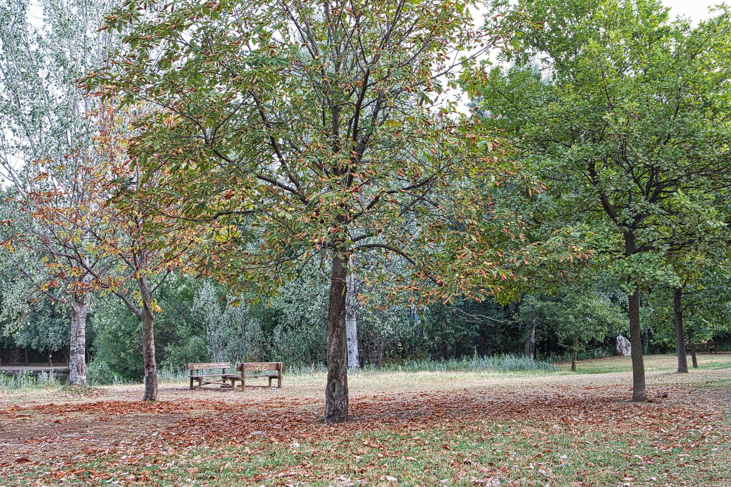 Autumn in Summer