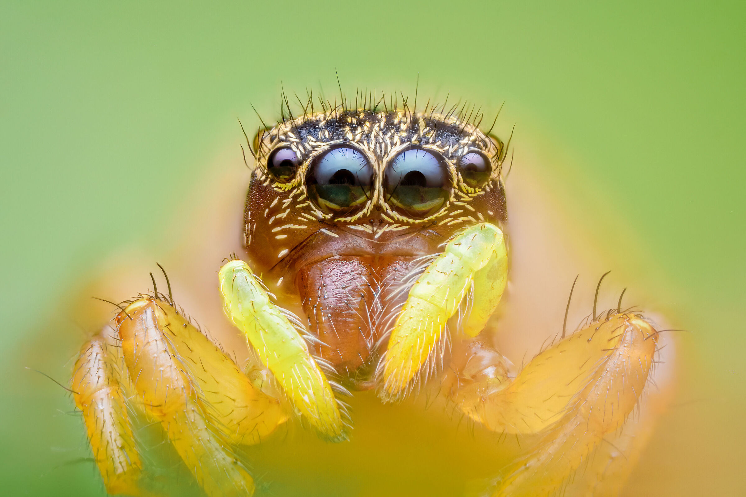 Heliophanus Tribulous