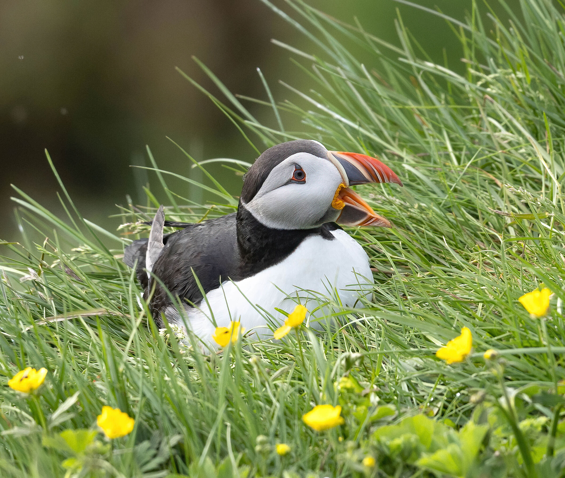 Puffin