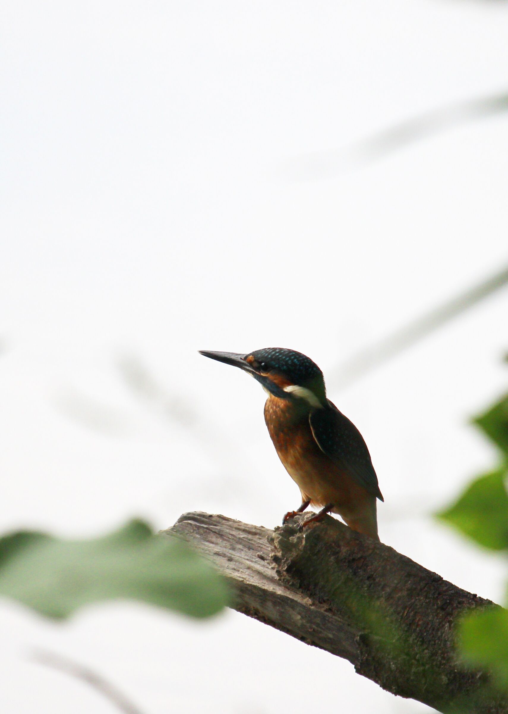 Kingfisher