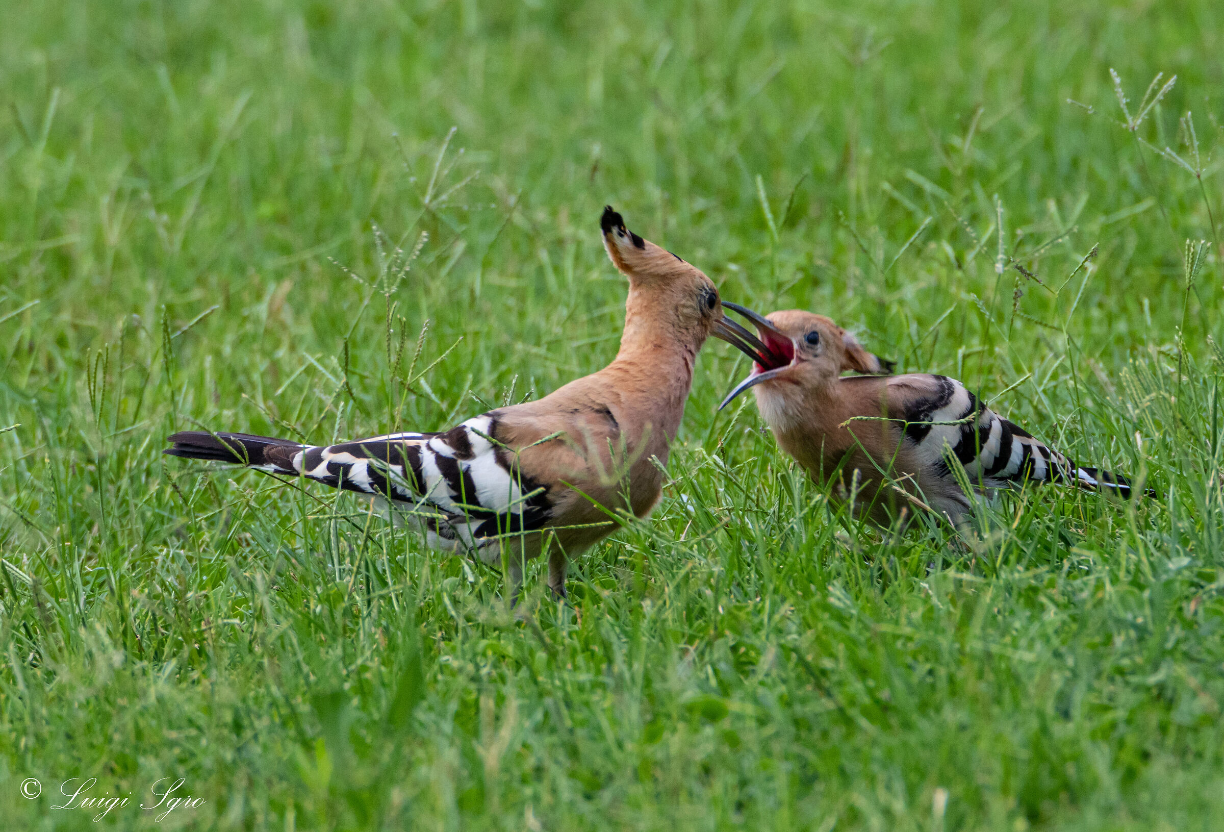 Hoopoe