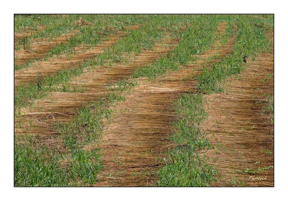 Life, a continuous wave...