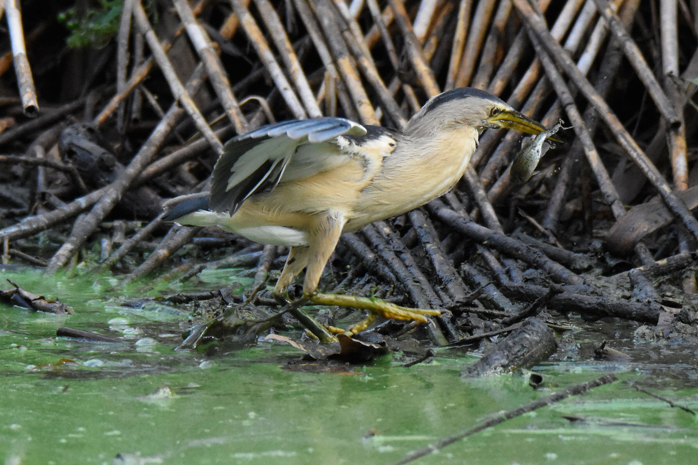 LITTLE BITTERN