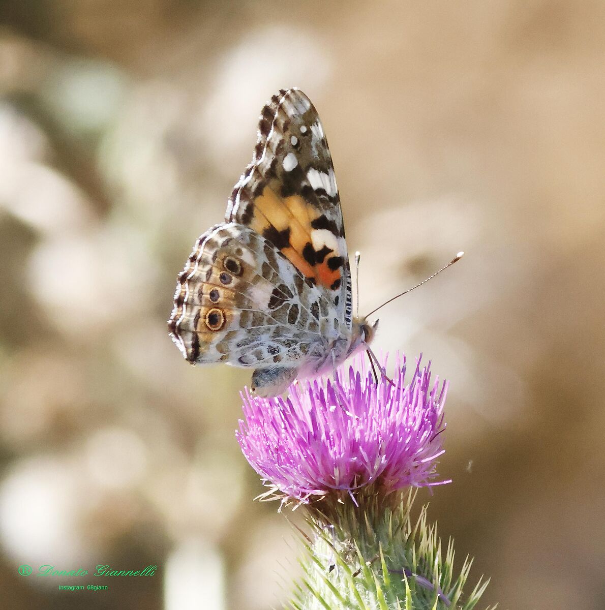 Butterfly Vanessa cardui