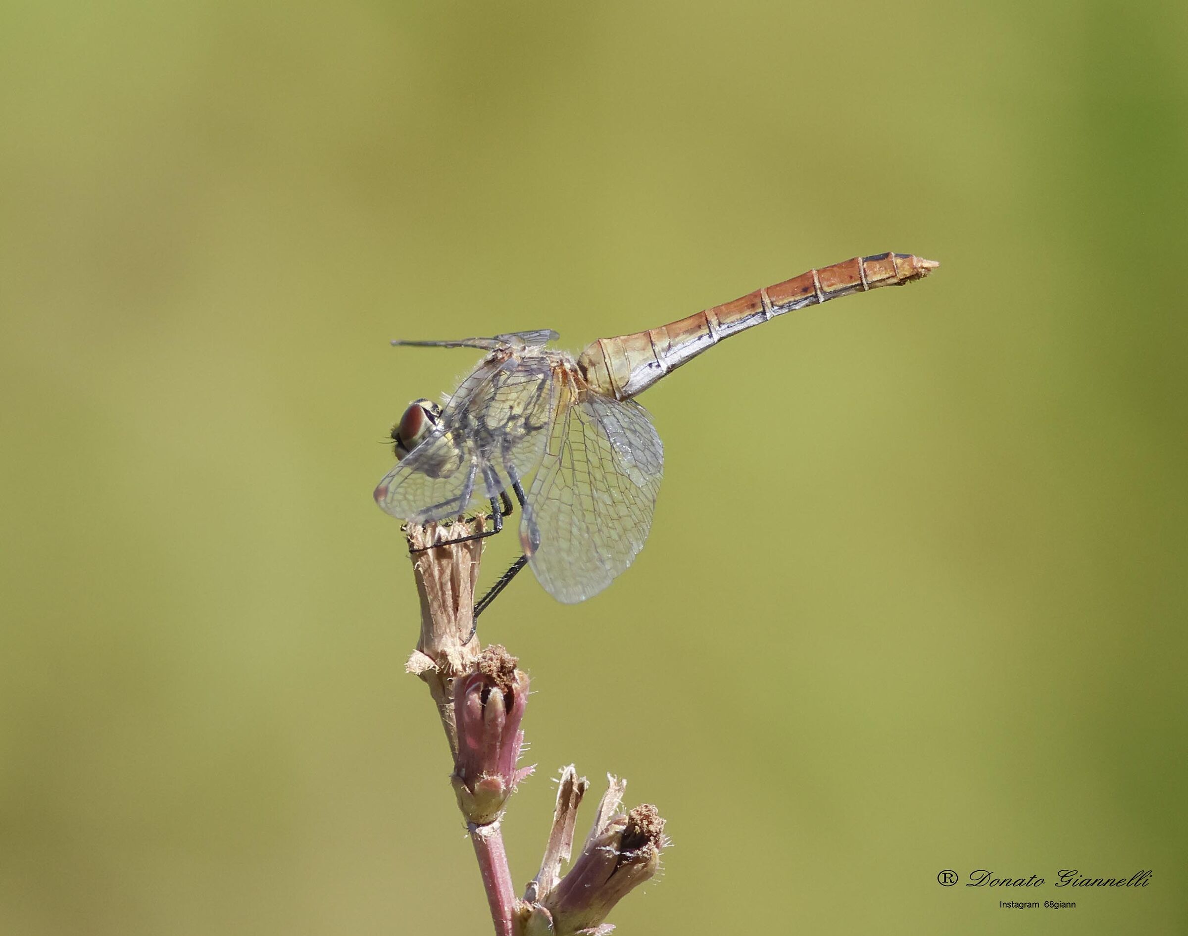Dragonfly
