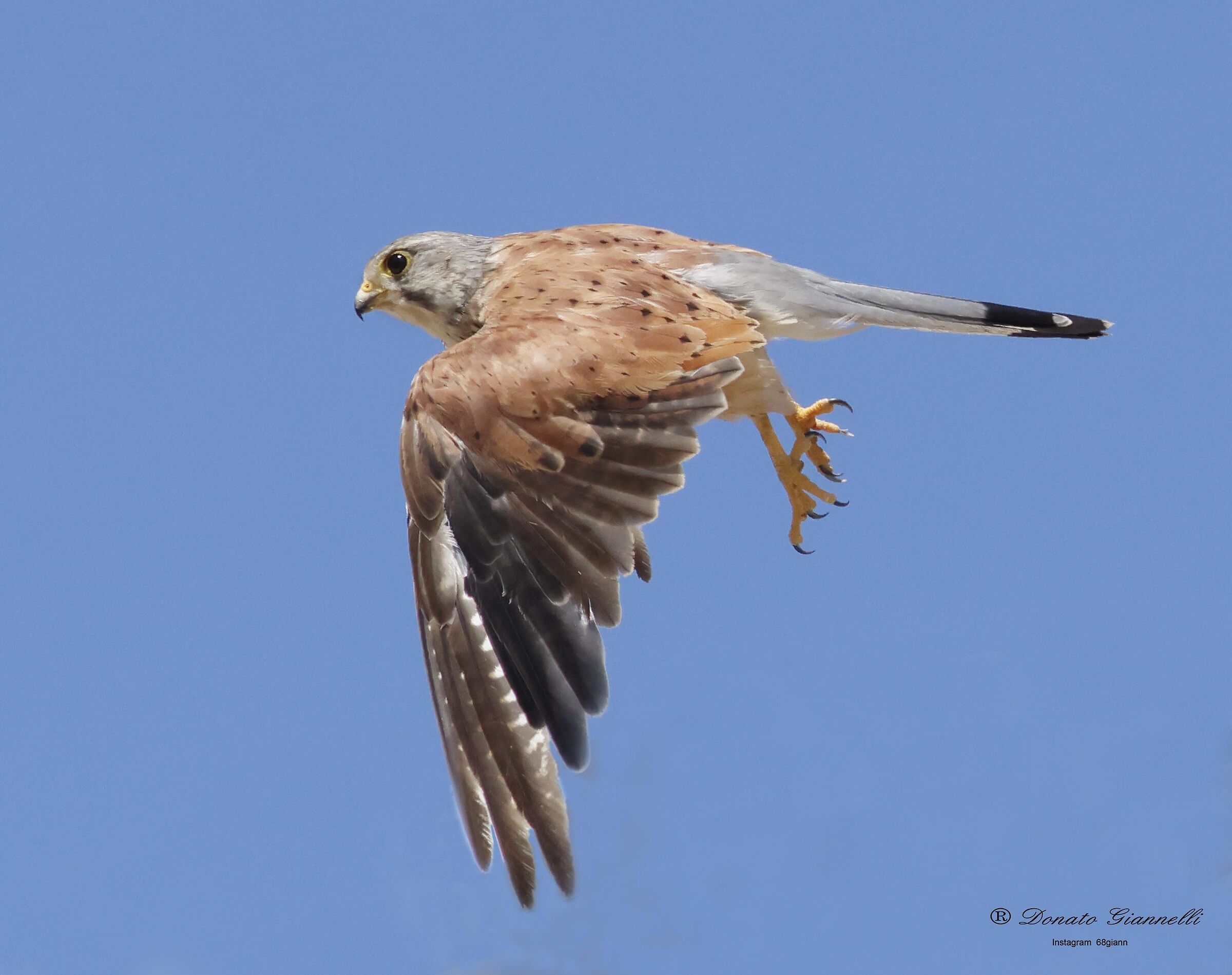 Kestrel