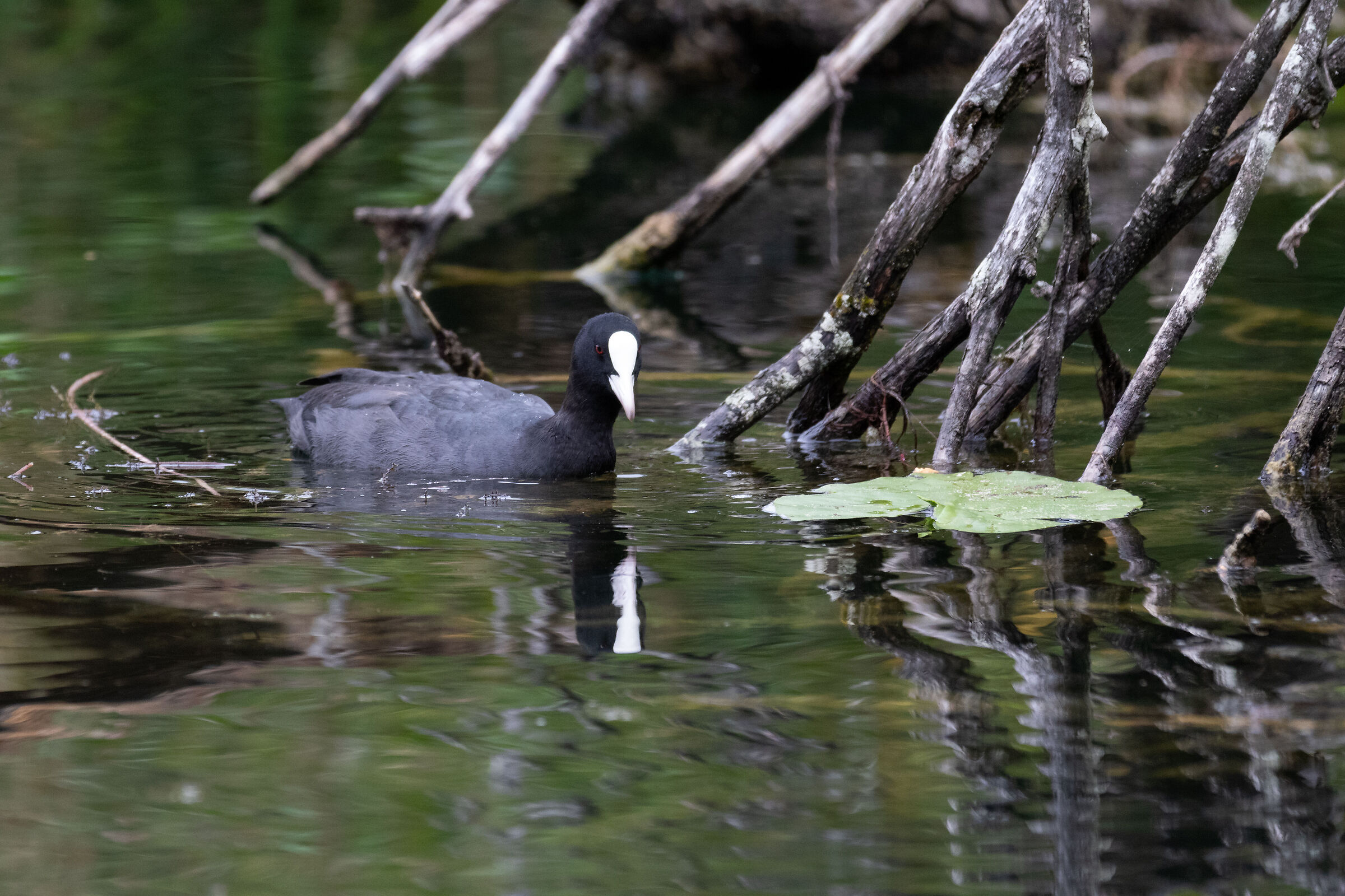 Una folaga a Monticolo