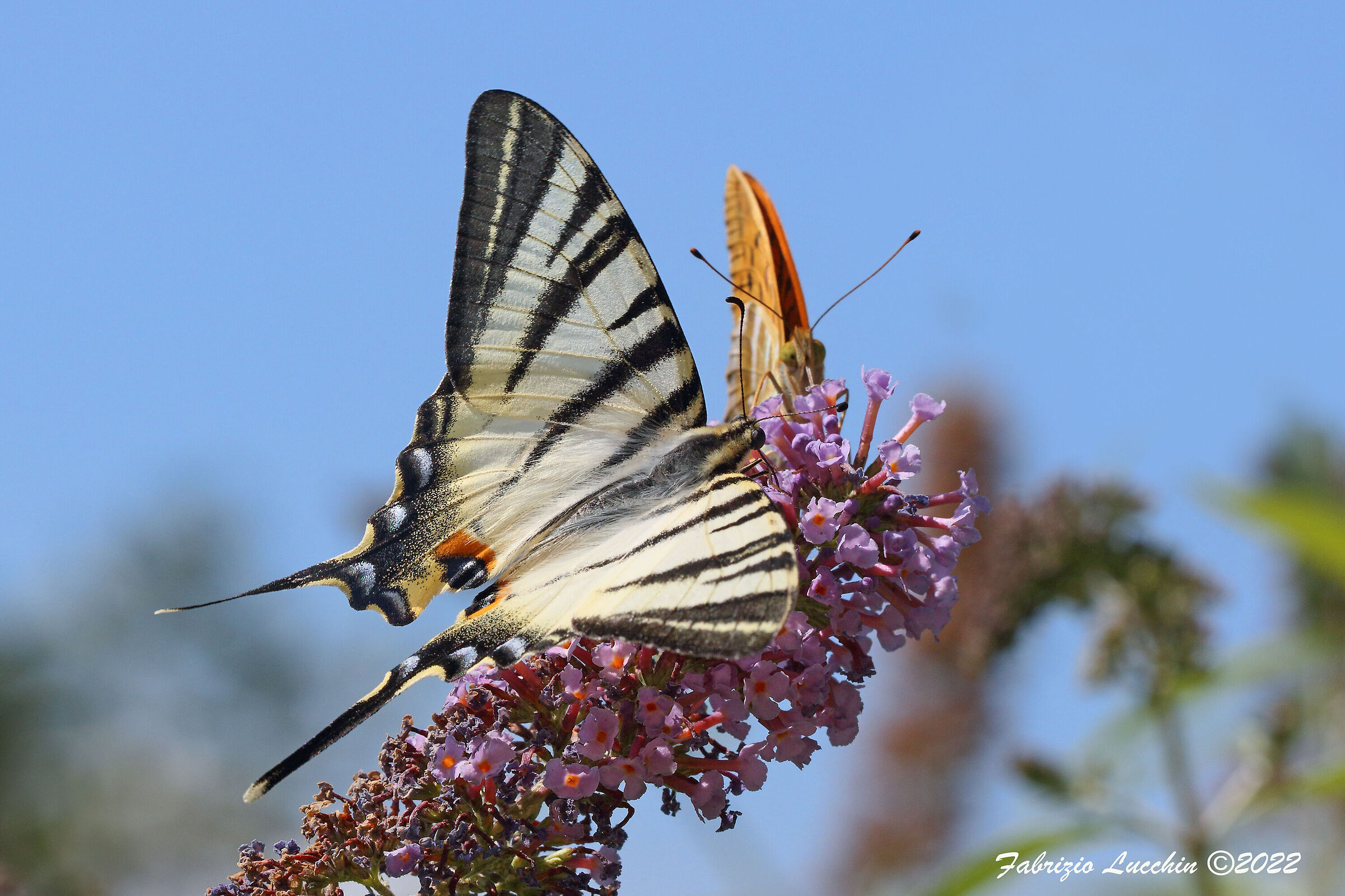 Iphiclides podalirius