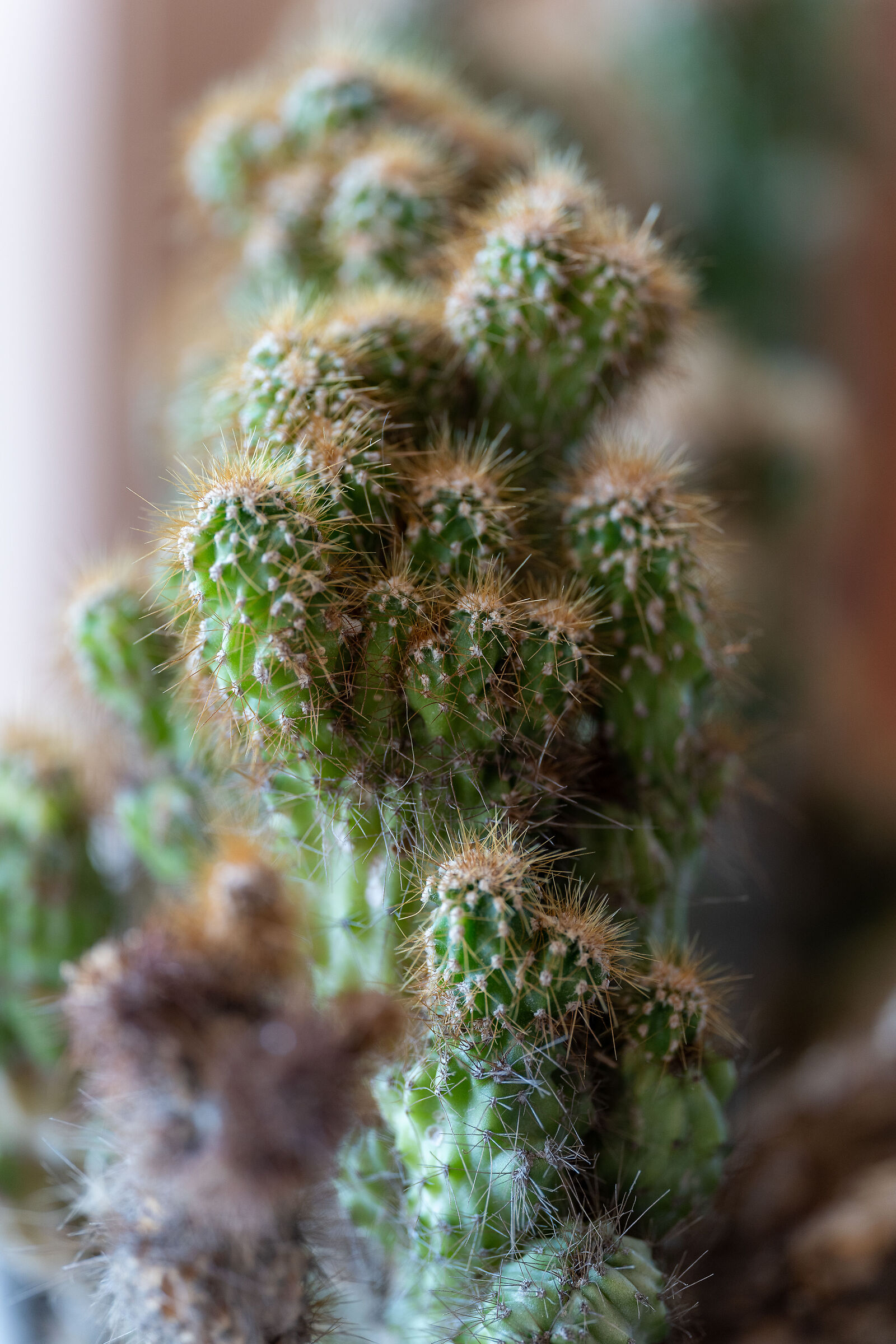cacti